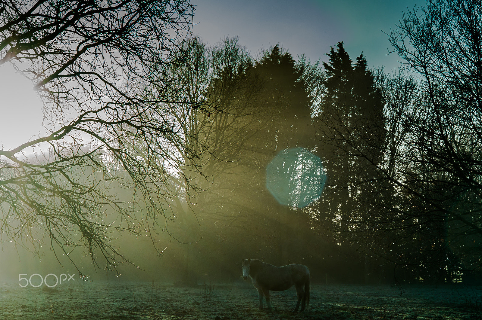 Leica M9 + Leica Summarit-M 50mm F2.5 sample photo. Winter morning in uk. a horse in the field. photography