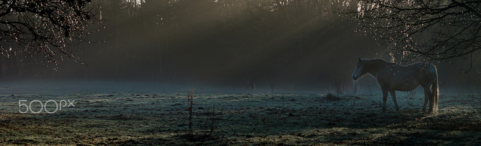 Leica M9 + Leica Summarit-M 75mm F2.5 sample photo. Winter morning in uk. a horse in the field. photography