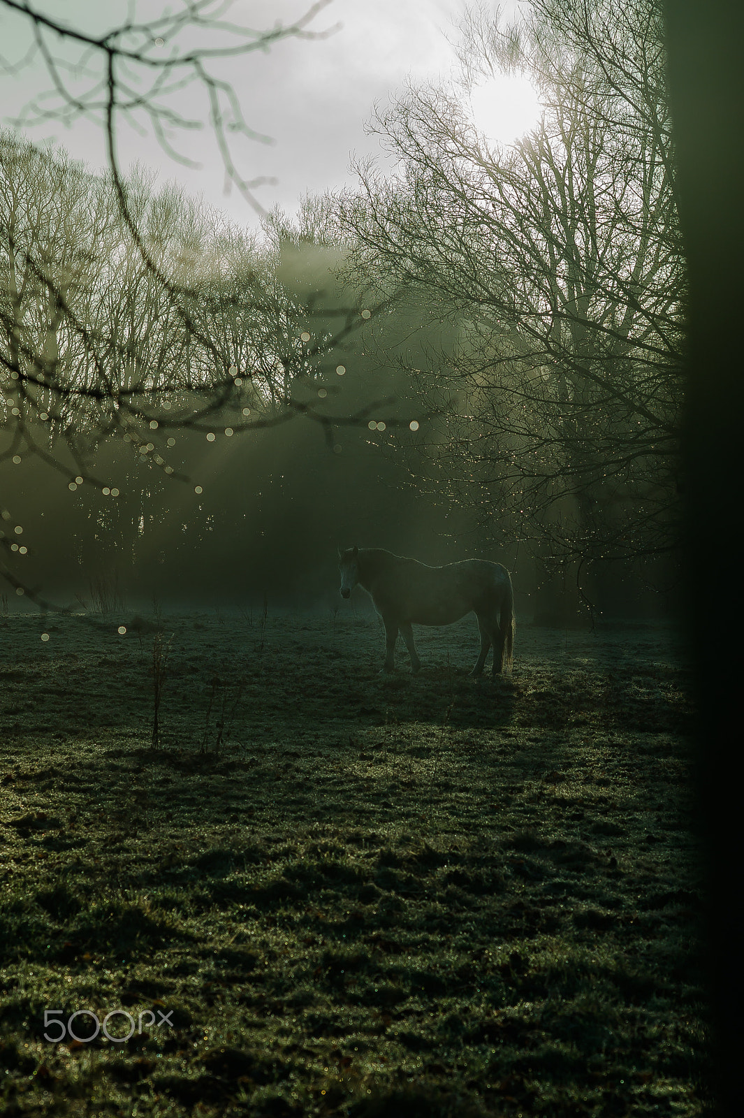 Leica M9 + Leica Summarit-M 75mm F2.5 sample photo. Winter morning in uk. a horse in the field. photography