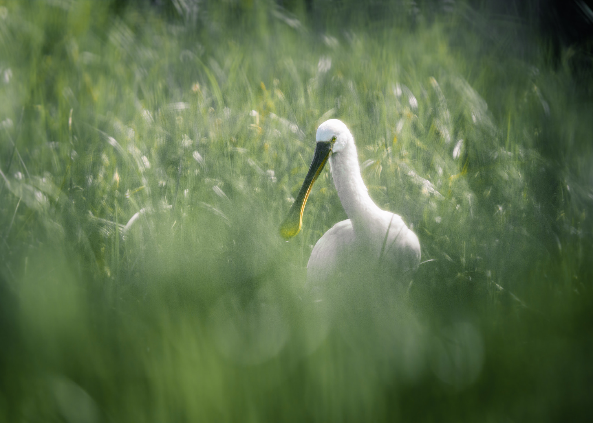 Canon EF 300mm F4L IS USM sample photo. Spatule photography