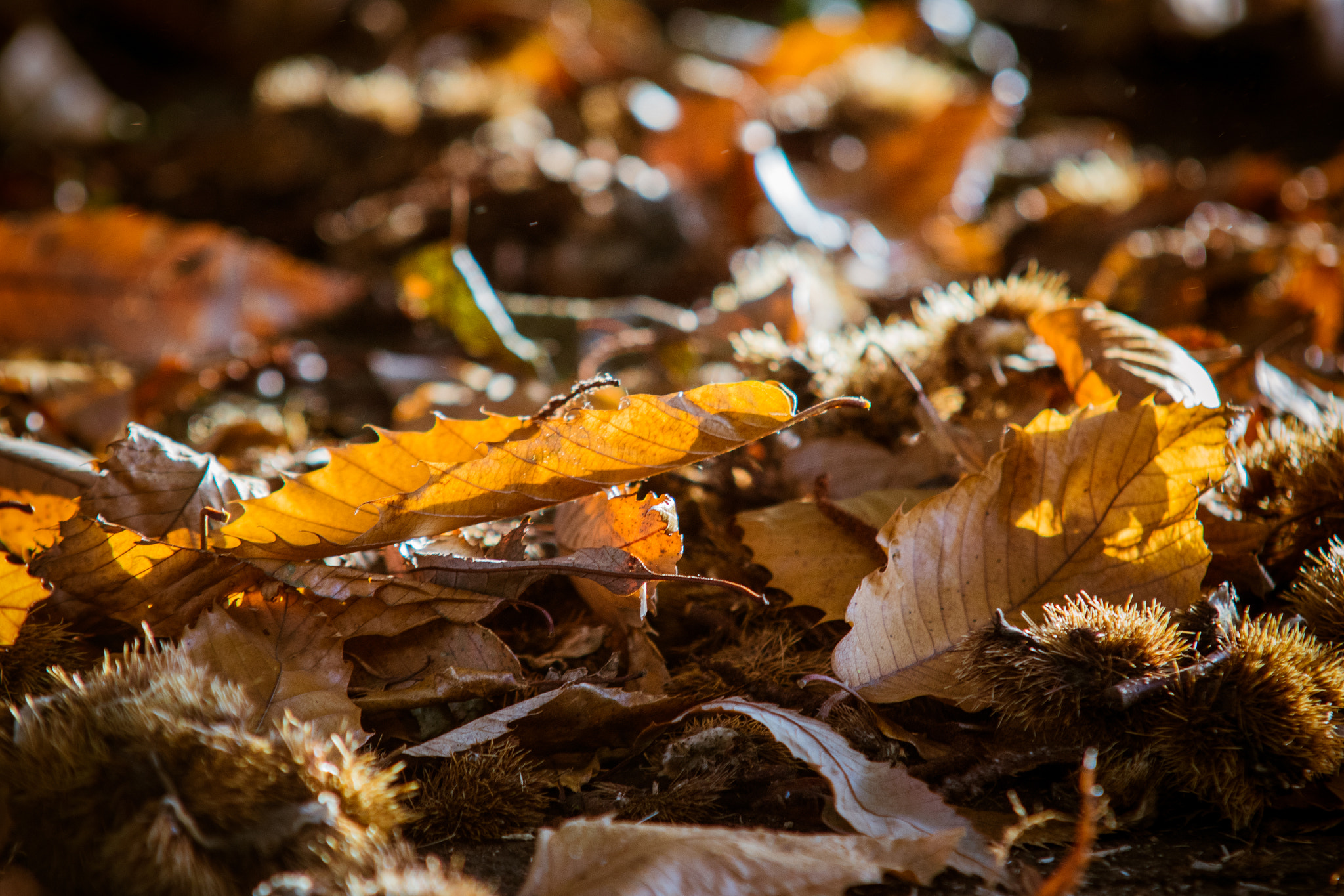 Sony SLT-A68 + Sigma 70-200mm F2.8 EX DG Macro HSM II sample photo. Autumn colors photography