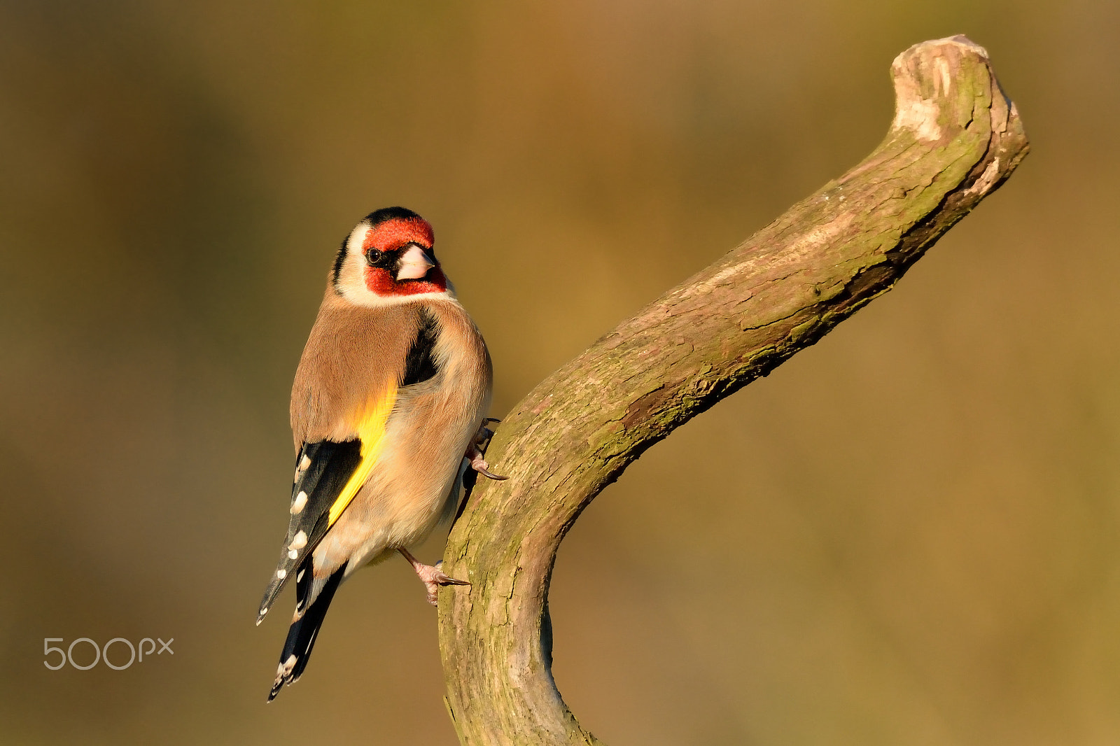 Nikon AF-S Nikkor 200-500mm F5.6E ED VR sample photo. Goldfinch photography