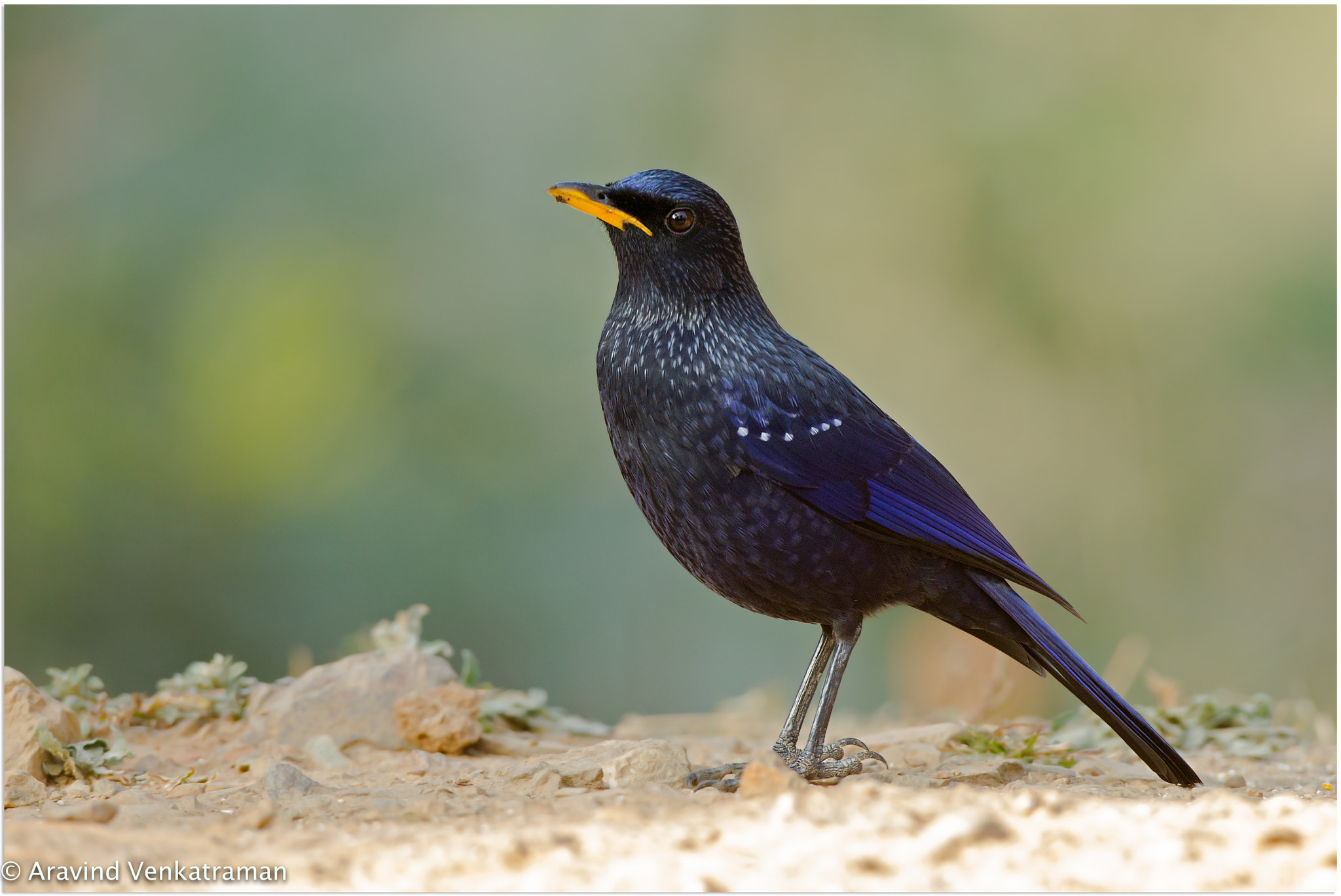Canon EF 500mm F4L IS USM sample photo. Blue whistling thrush photography