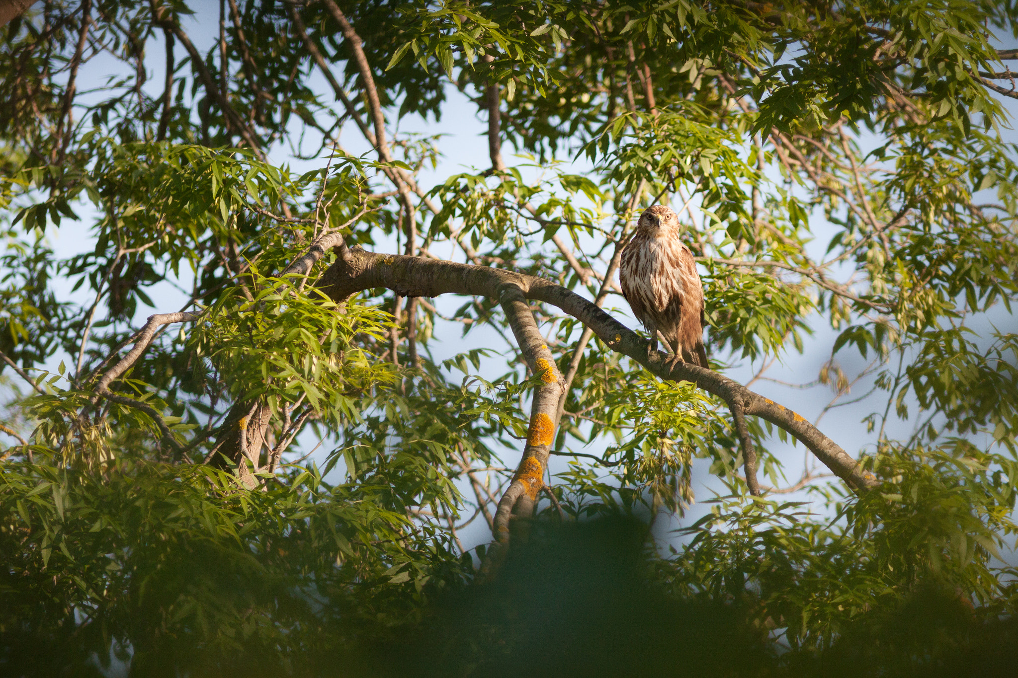 Canon EF 300mm F4L IS USM sample photo. Buse commune photography