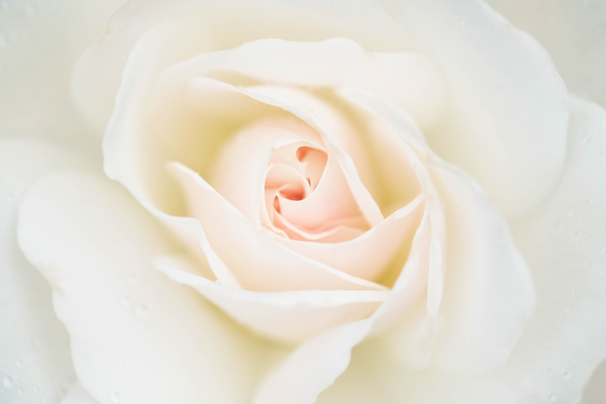 Fujifilm X-Pro2 + Fujifilm XF 60mm F2.4 R Macro sample photo. Crème de rose photography