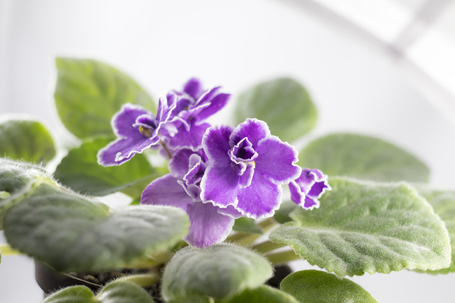 Canon EF 35-80mm f/4-5.6 sample photo. 1.jpg photography
