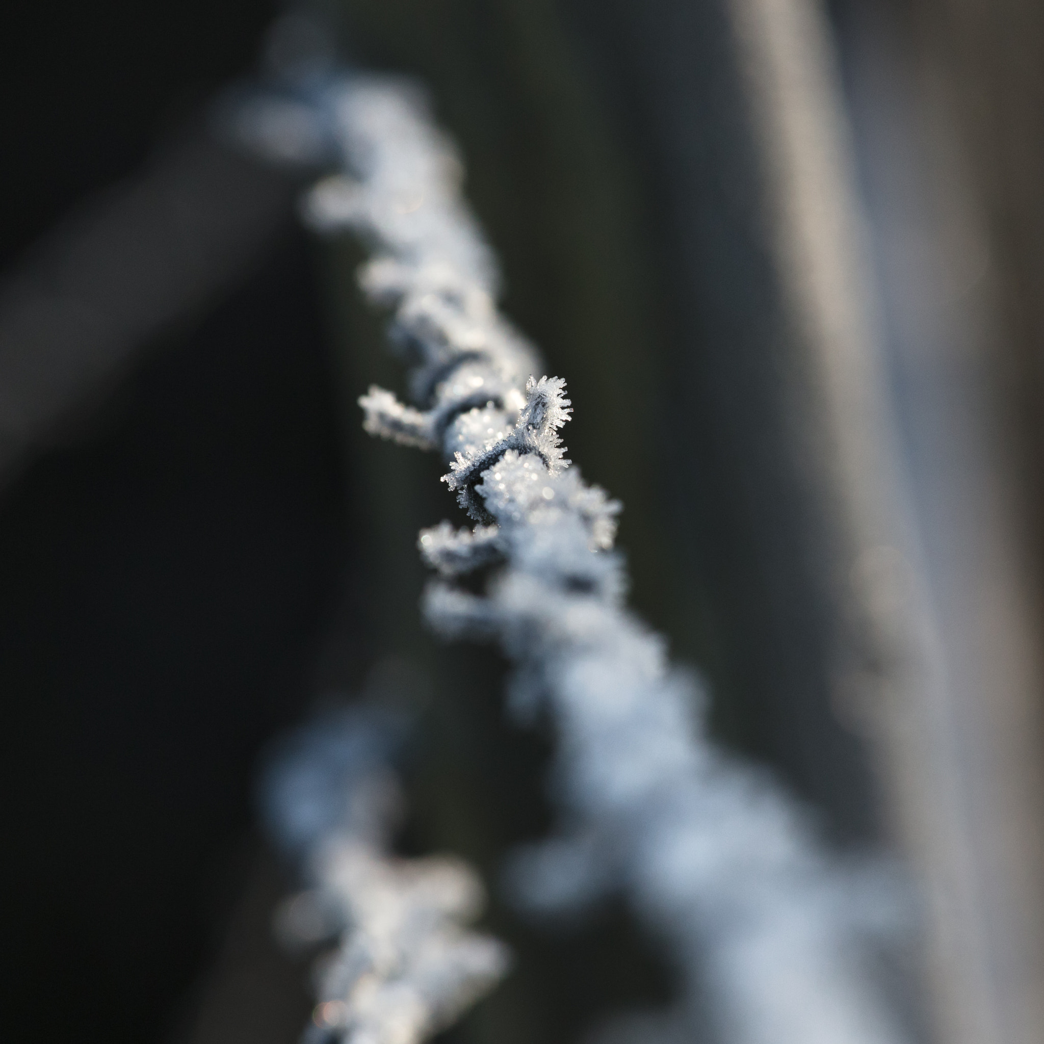 Canon EF 70-200mm F4L IS USM sample photo. Ice crystals on barbed wire photography