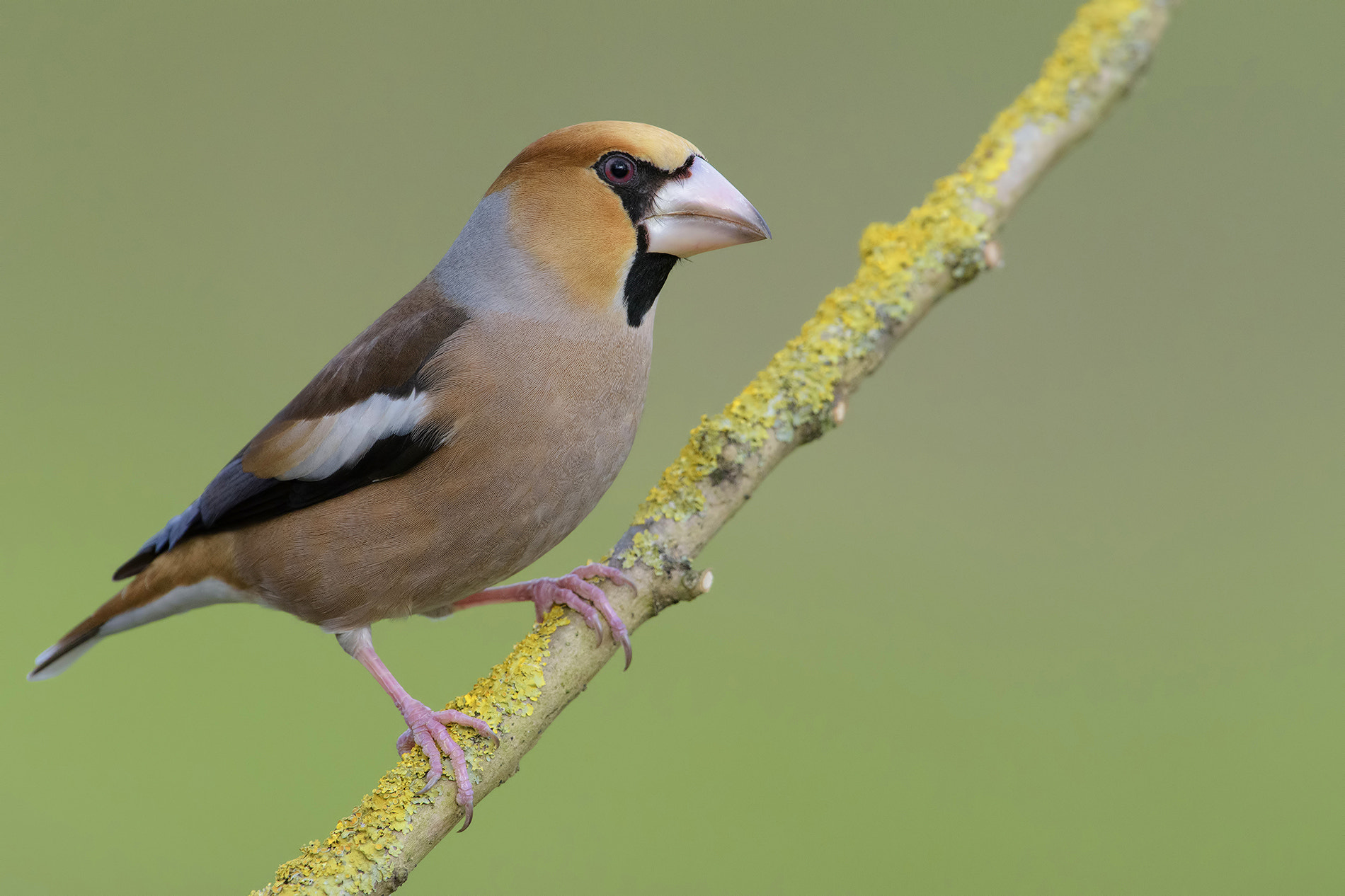 Nikon D810 sample photo. Hawfinch- frosone photography