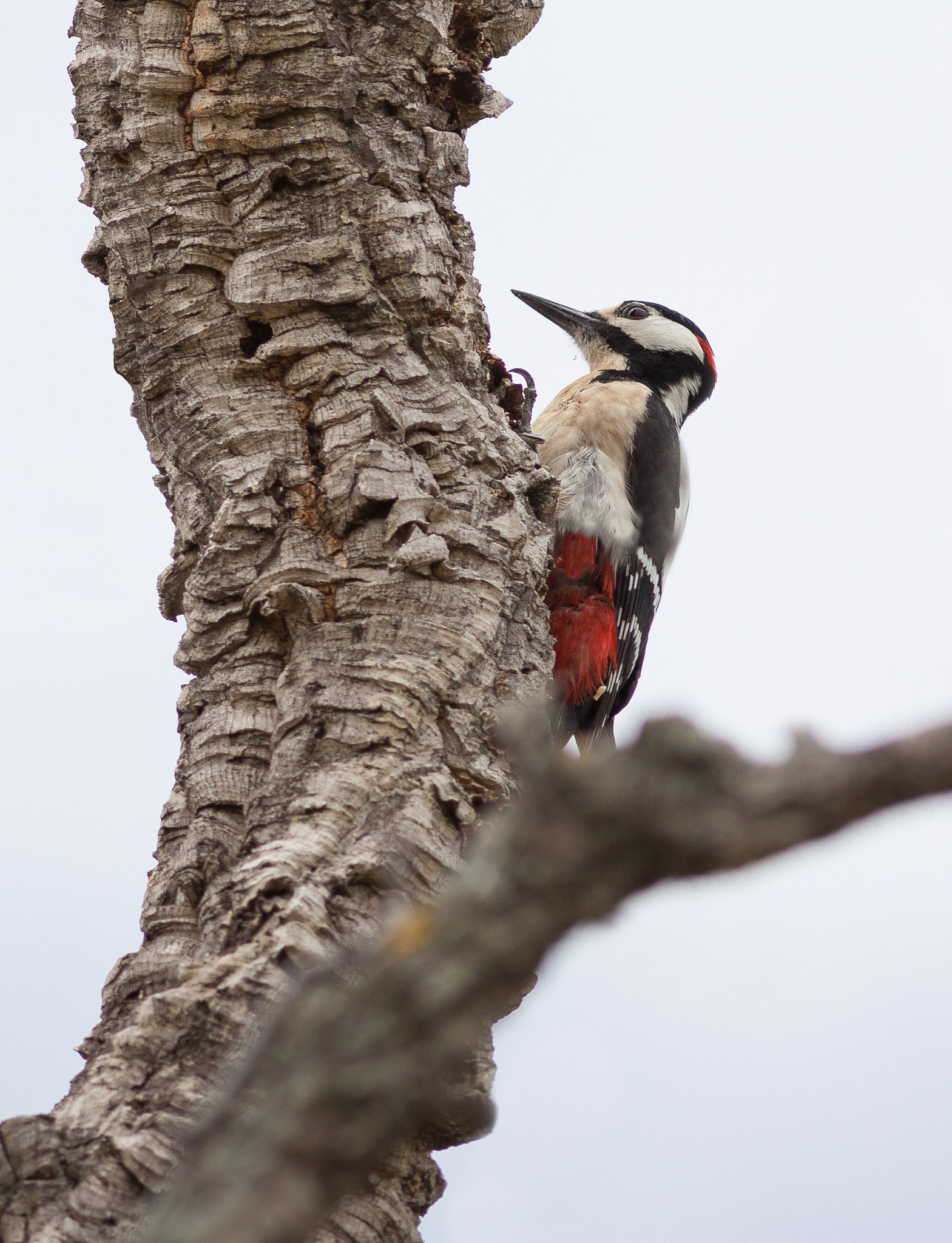 Canon EOS 50D + Canon EF 300mm F4L IS USM sample photo. Pic épeiche photography