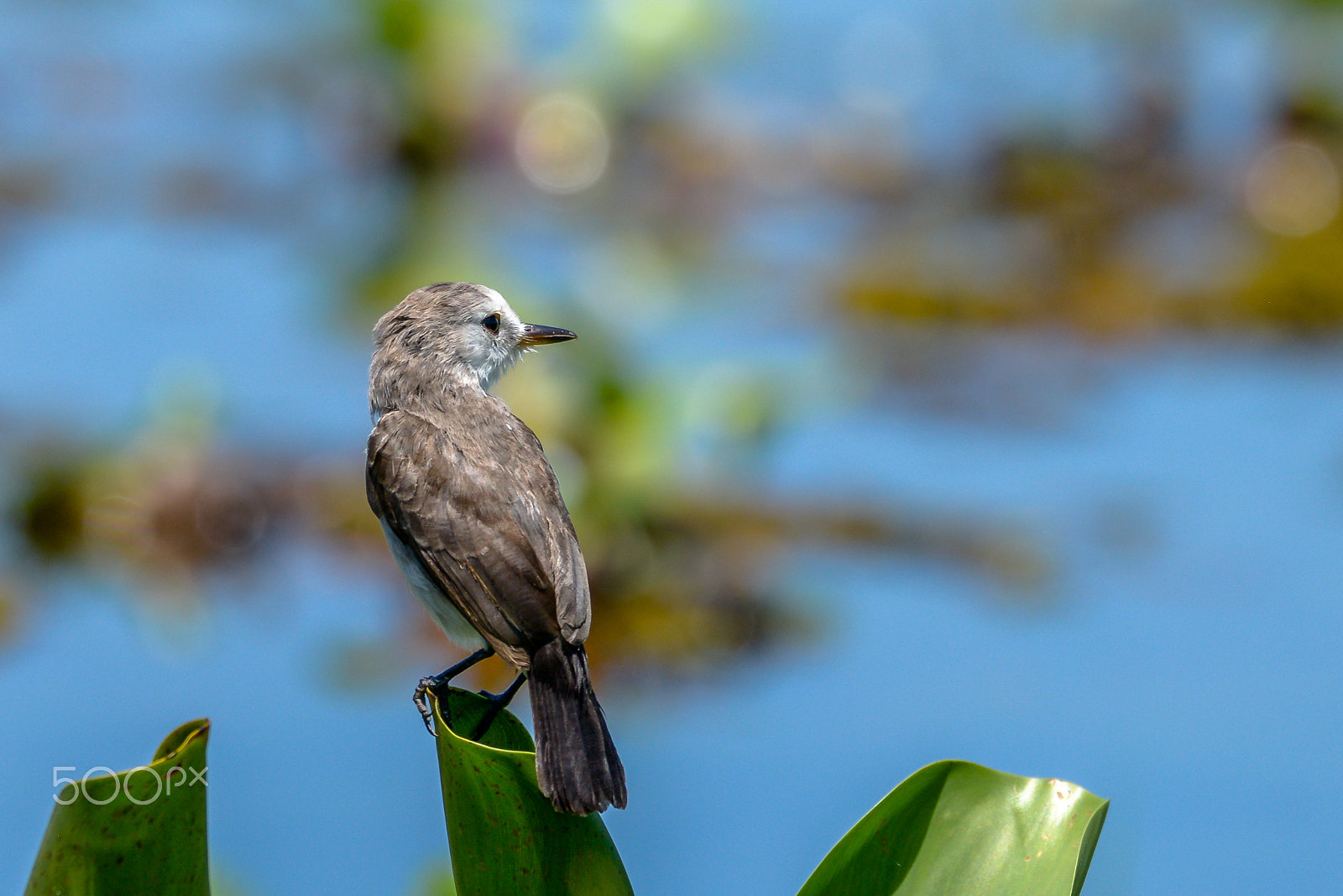 Sigma 150-600mm F5-6.3 DG OS HSM | C sample photo. White-headed marsh tyrant - female photography