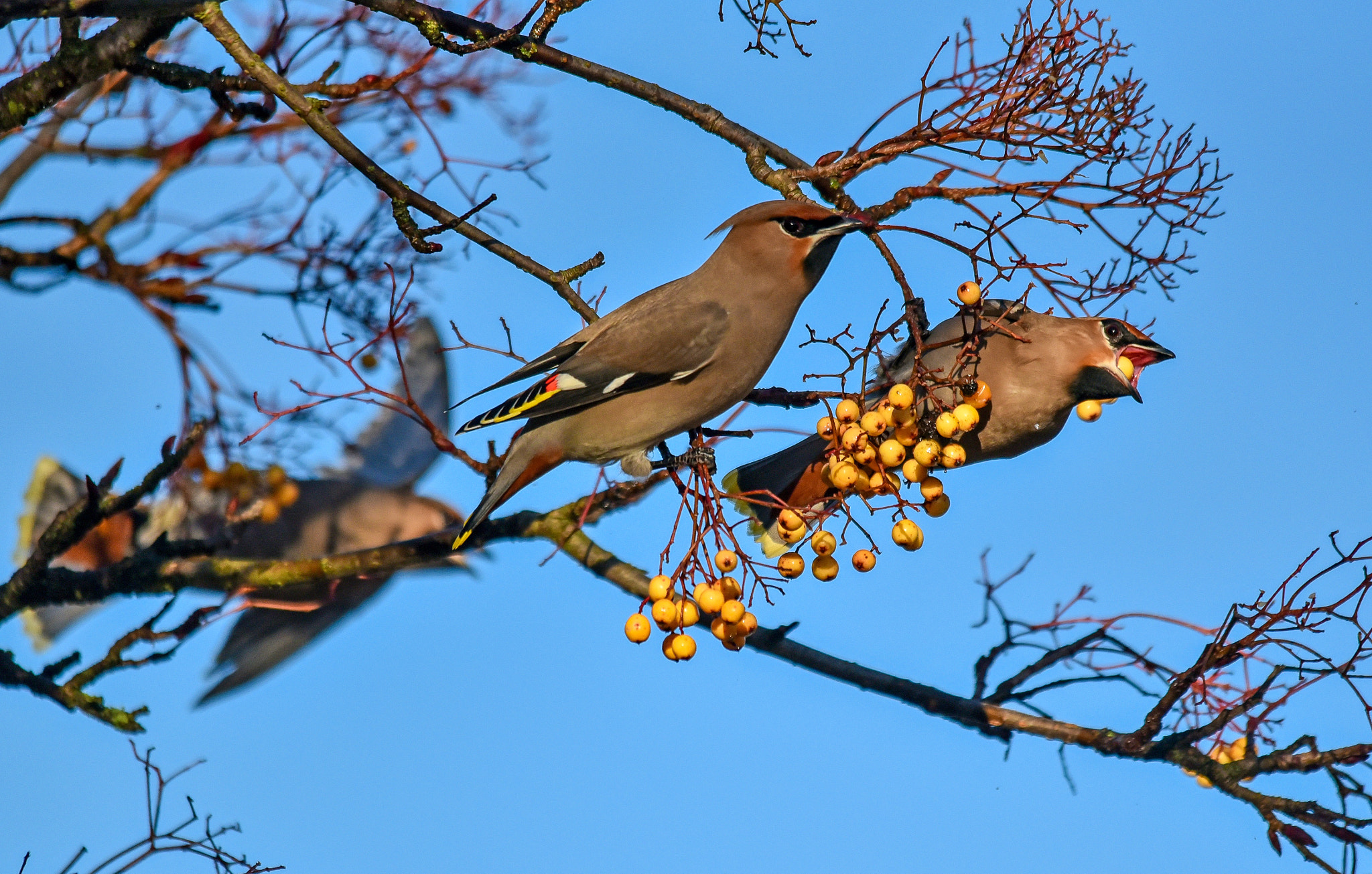 Sigma 150-500mm F5-6.3 DG OS HSM sample photo. Waxwings photography