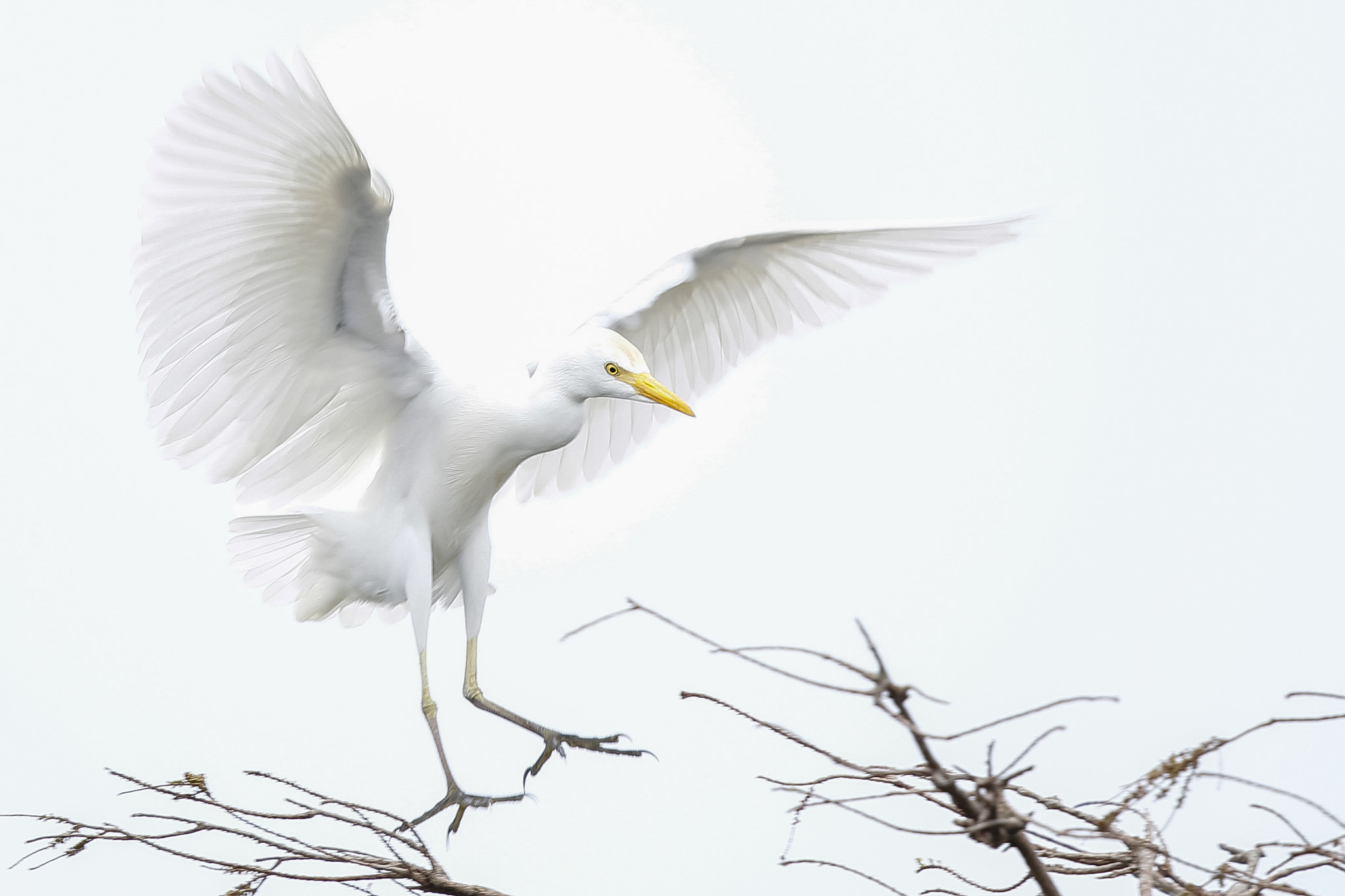 Canon EF 500mm F4L IS II USM sample photo. Great egret photography
