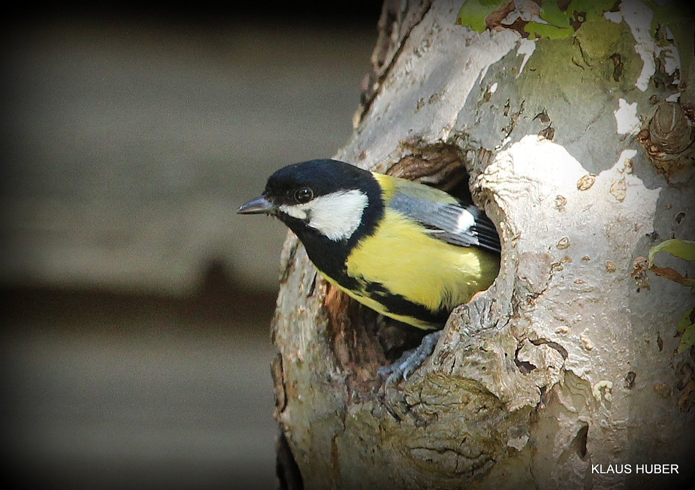 Canon EOS 600D (Rebel EOS T3i / EOS Kiss X5) + Canon EF 70-200mm F4L IS USM sample photo. My little friend photography