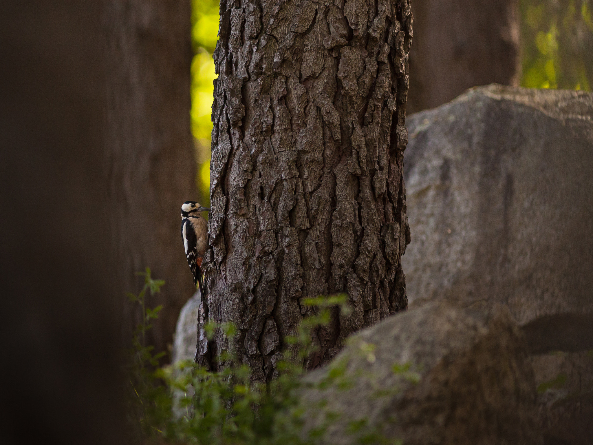 Canon EOS 50D + Canon EF 300mm F4L IS USM sample photo. Pic épeiche photography