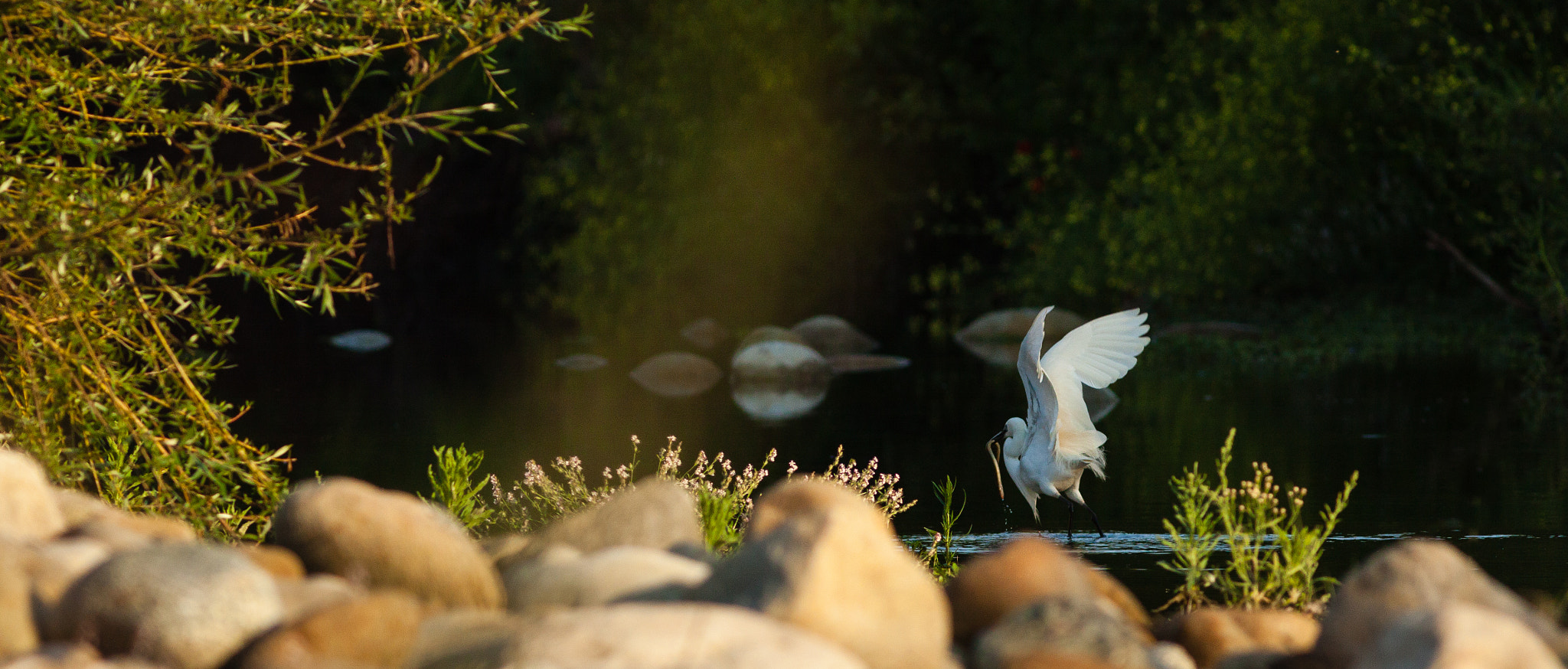 Canon EF 300mm F4L IS USM sample photo. Aigrette garzette photography