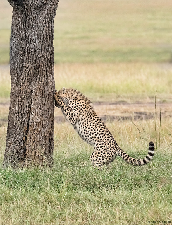 Sony 70-400mm F4-5.6 G SSM II sample photo. Hide and seek photography