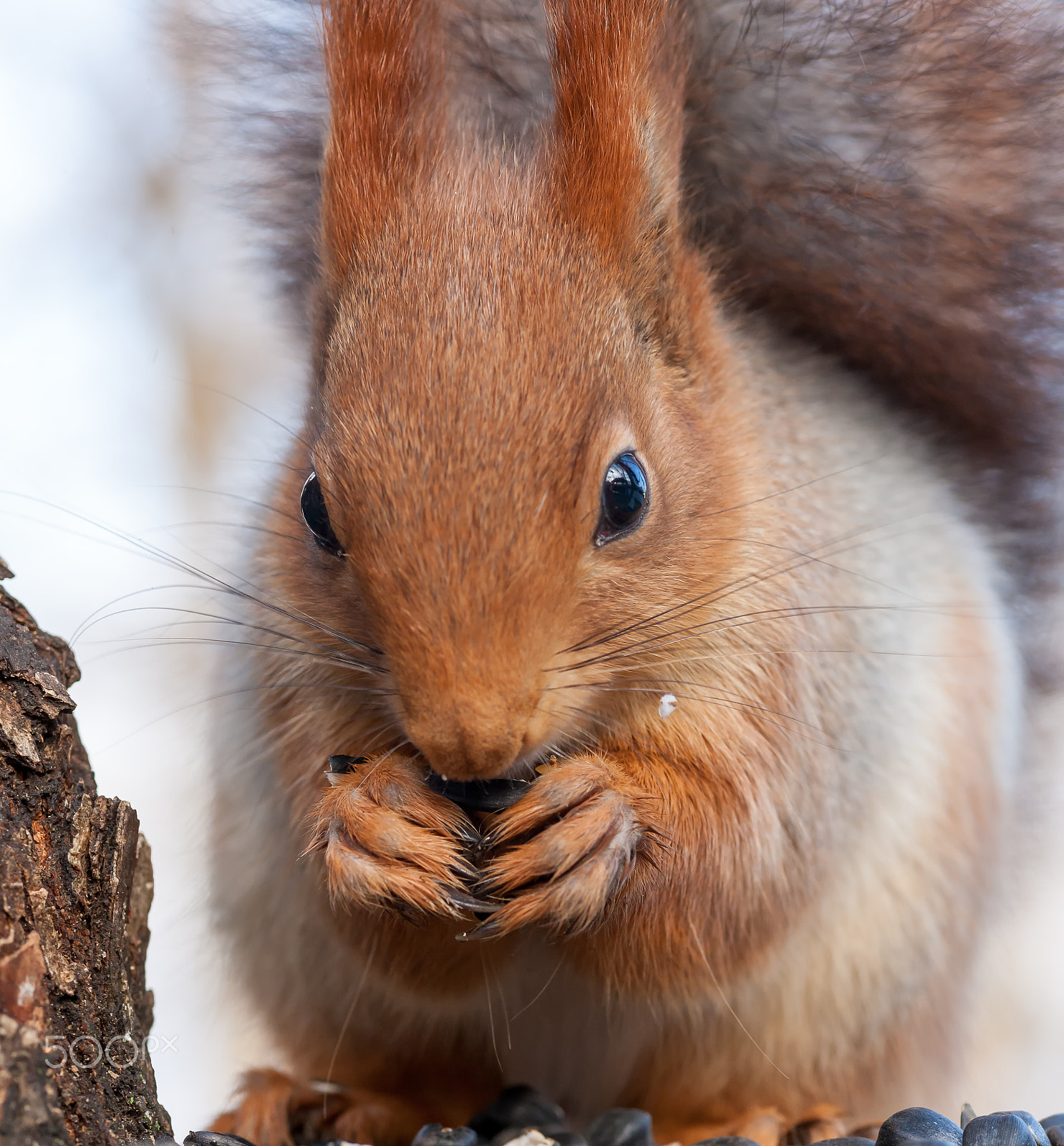Canon EOS-1Ds Mark III sample photo. Eurasian red squirrel gnaws sunflower seeds photography