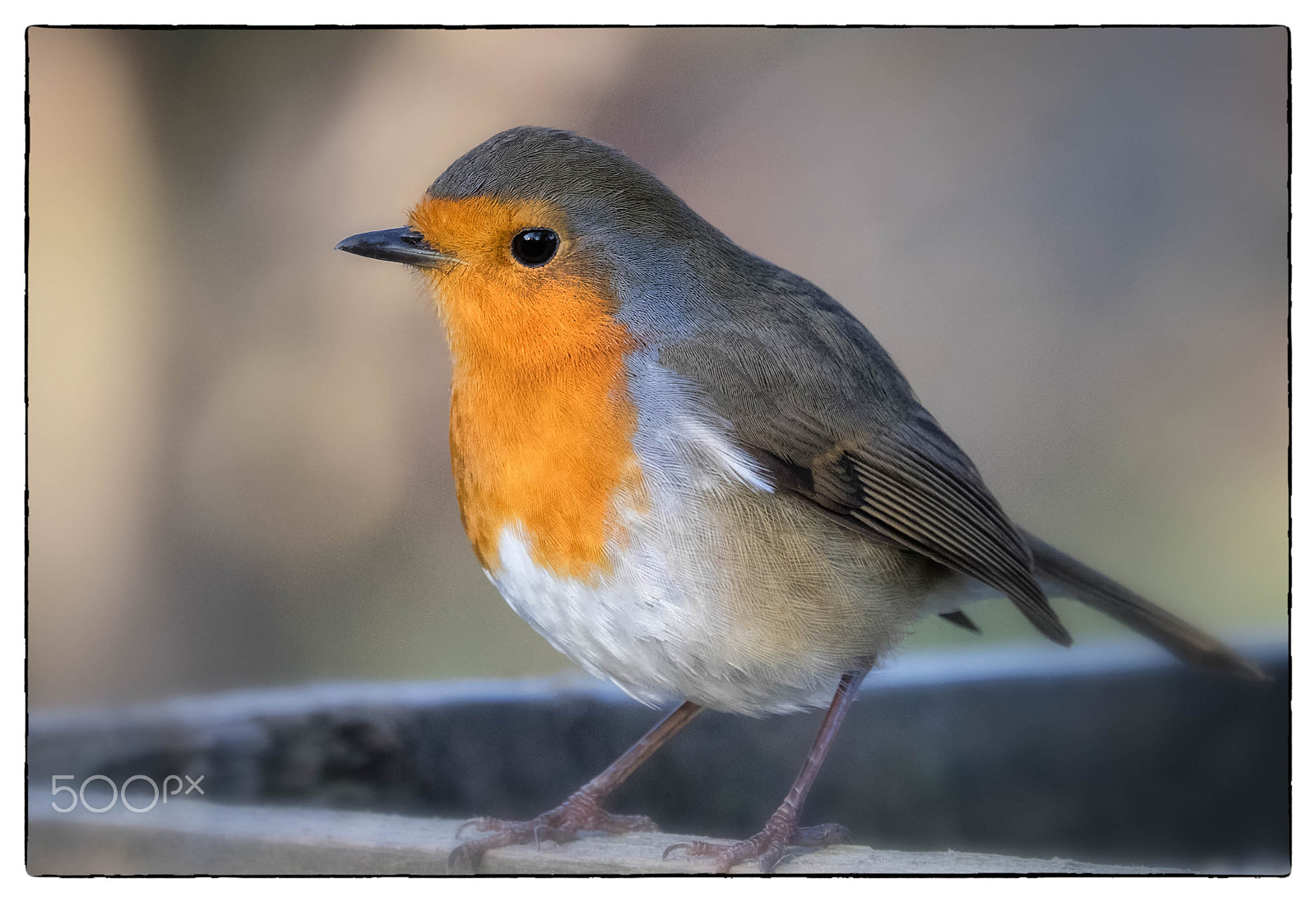 Fujifilm X-T1 + Fujifilm XC 50-230mm F4.5-6.7 OIS sample photo. "friday robin". photography