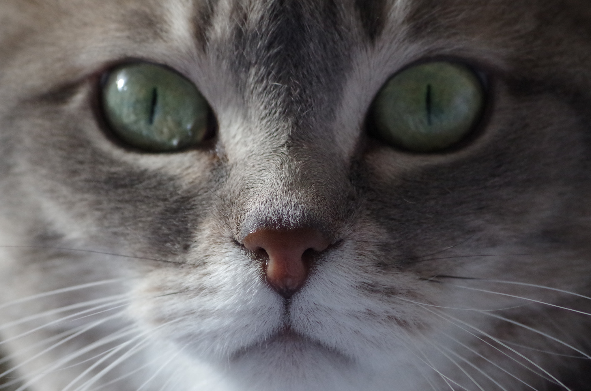 Pentax smc DA 55-300mm F4.0-5.8 ED sample photo. Padmé photography