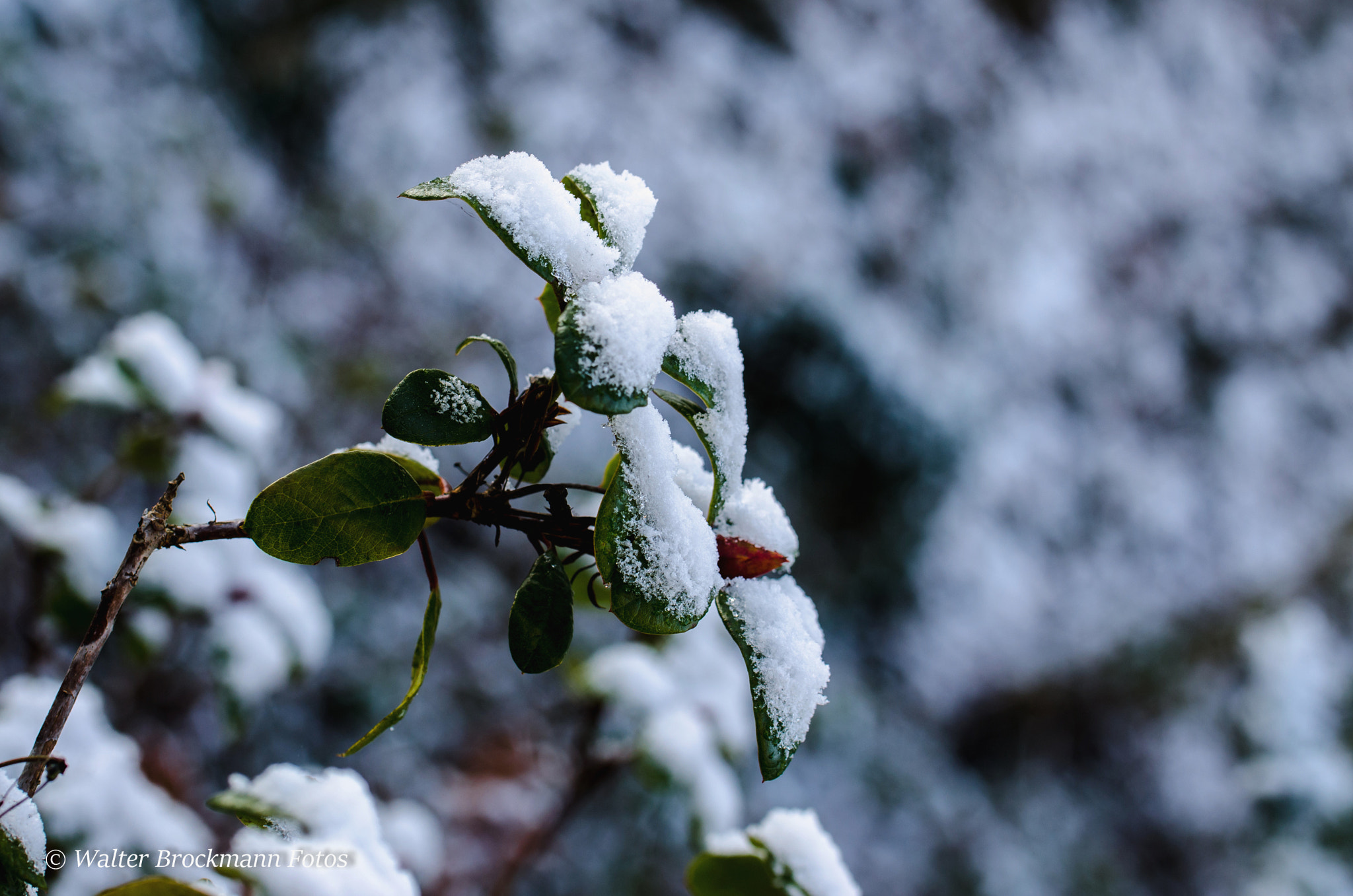 Nikon D7000 sample photo. Frozen/winter photography