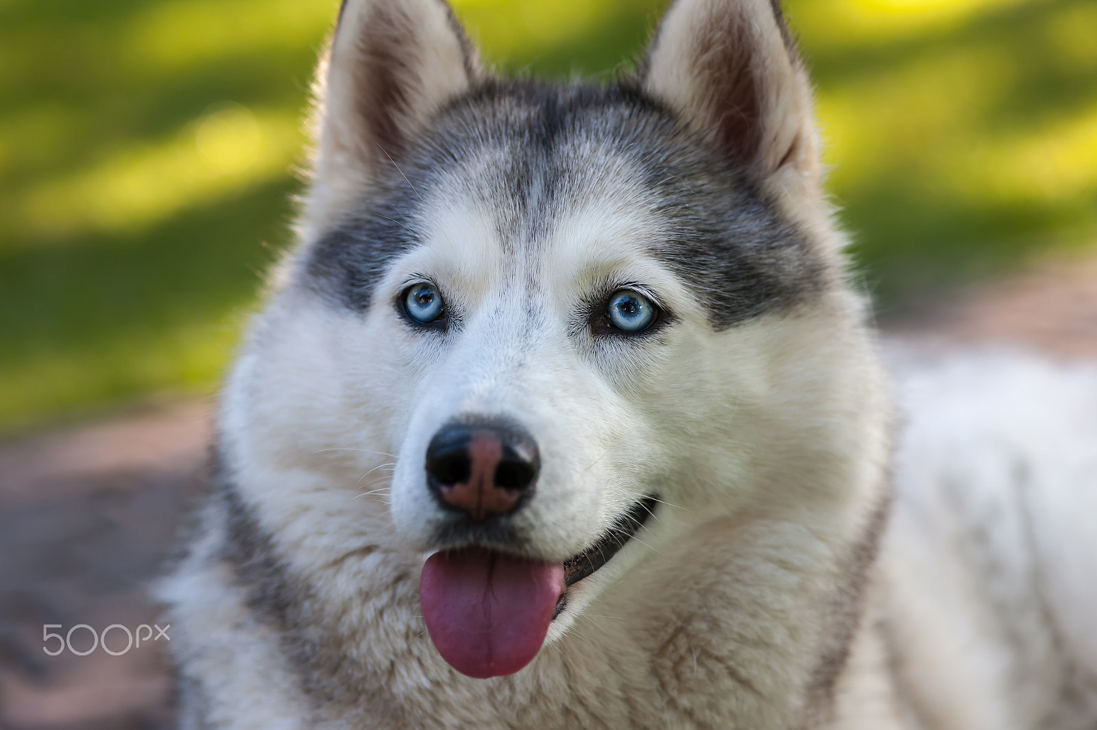 Canon EOS-1Ds Mark III sample photo. Portrait of siberian husky photography