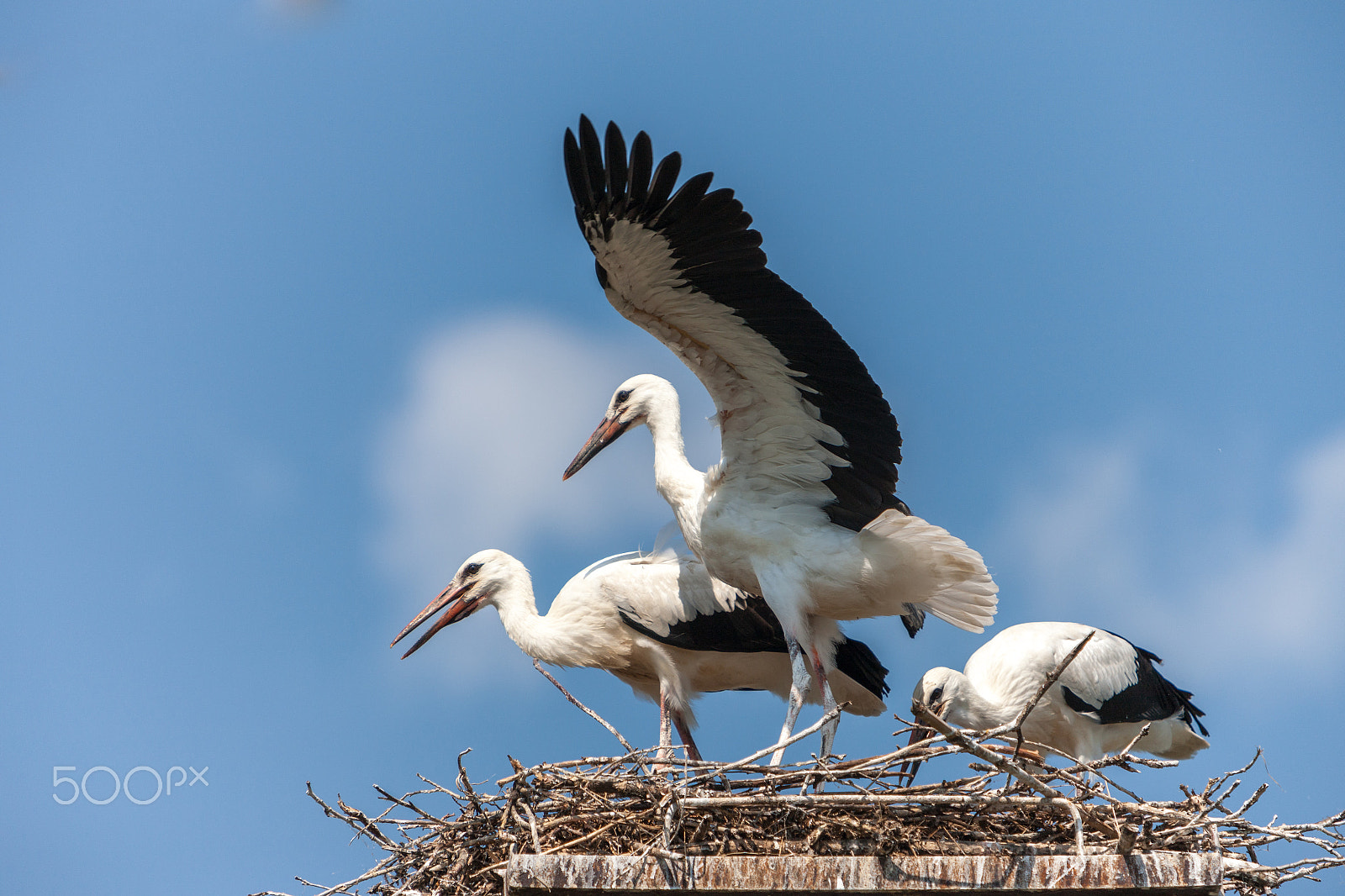 Canon EOS-1Ds Mark III sample photo. White storks in the nest photography