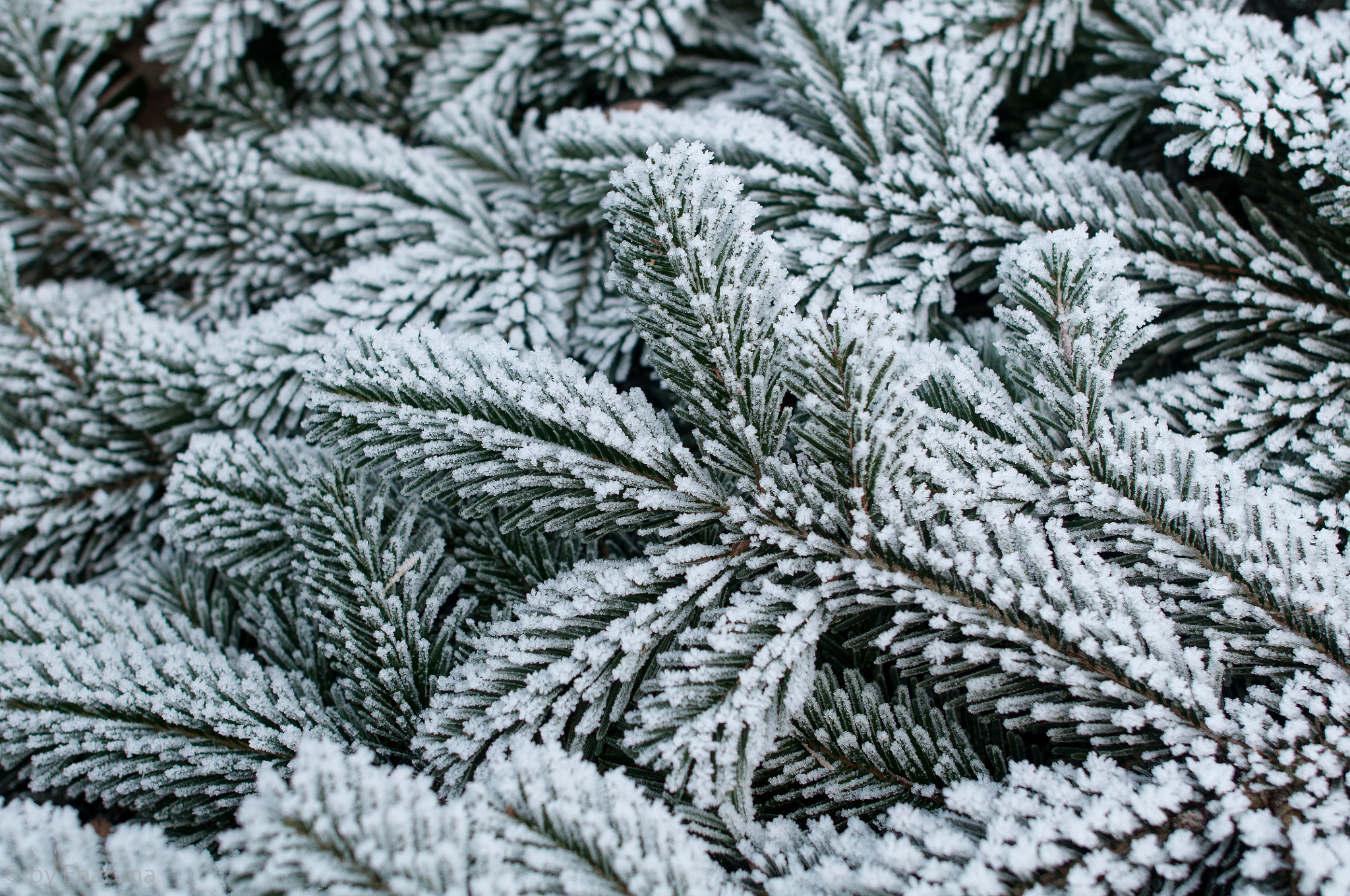 Nikon D300S + Nikon AF-S Nikkor 24mm F1.4G ED sample photo. Fir branch covered with frost photography