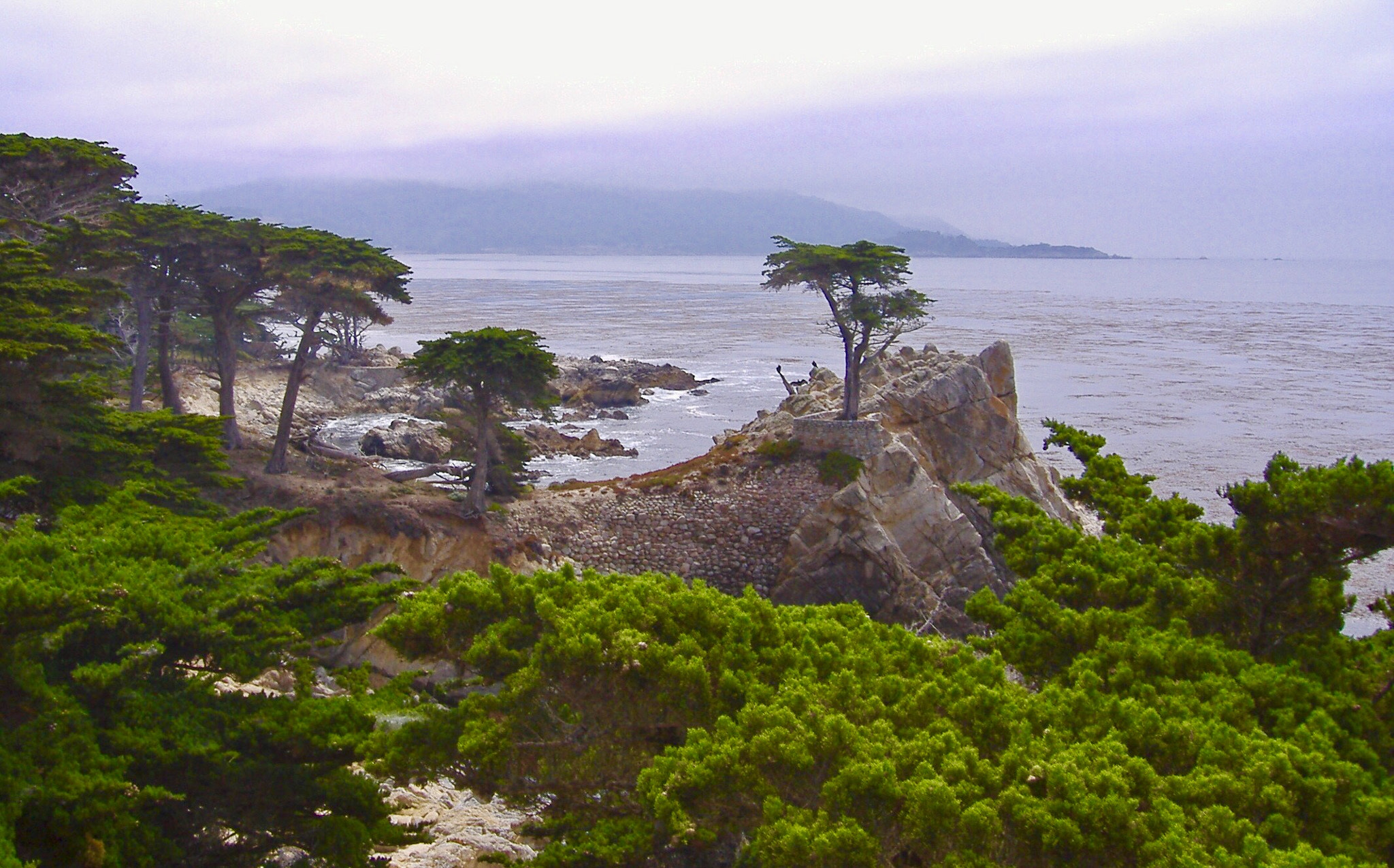 Fujifilm FinePix A345 sample photo. The lonely pine near pebble beach photography