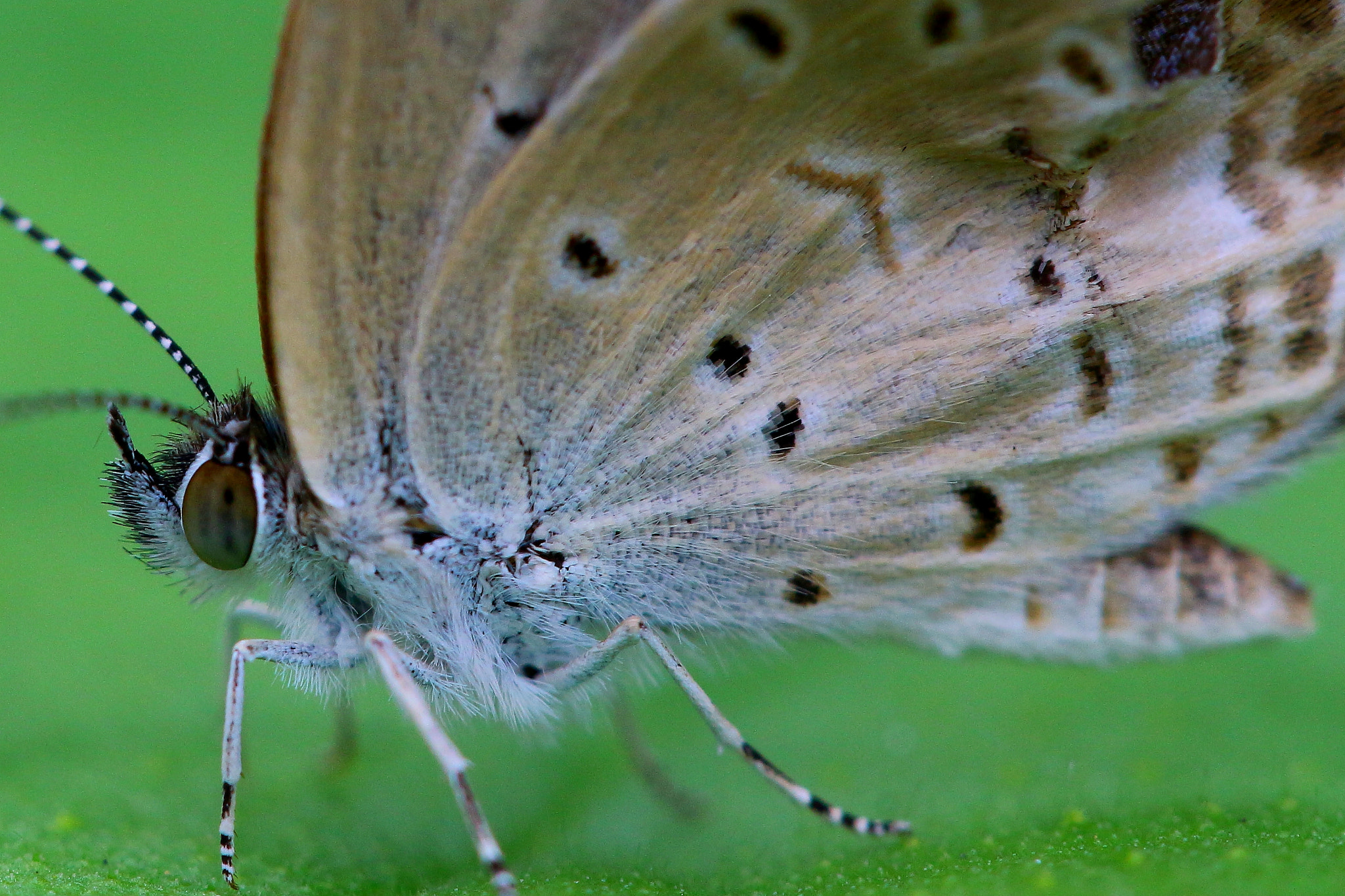 Canon EF 100mm F2.8L Macro IS USM sample photo. 《蝶眼》 photography