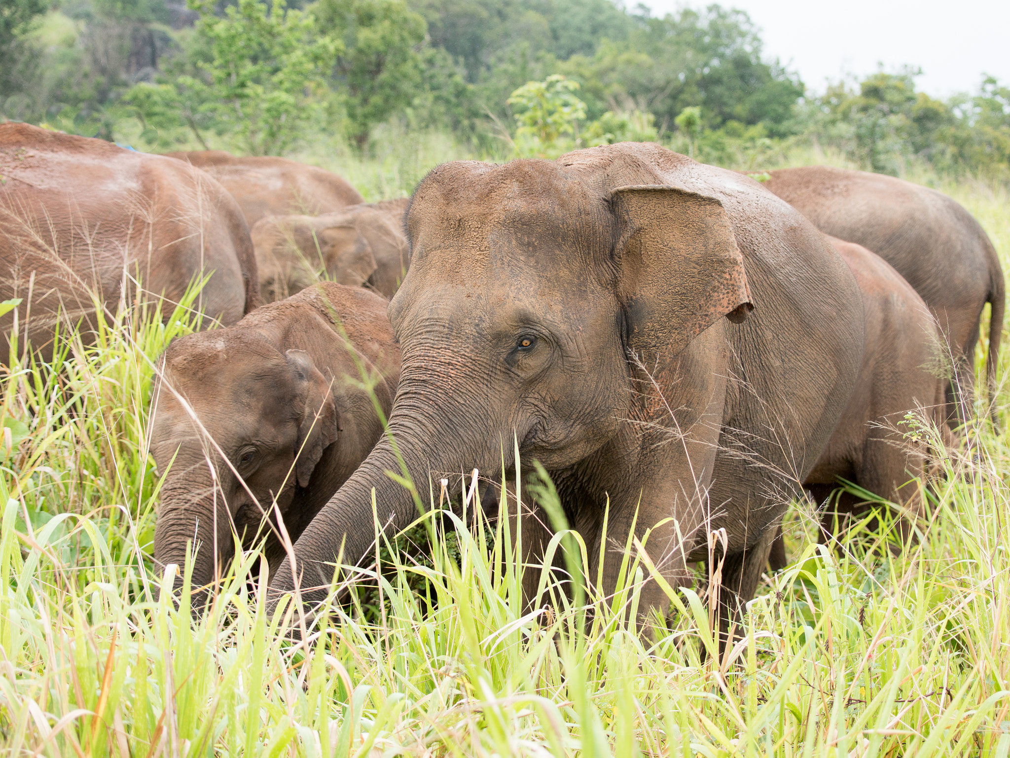 Olympus OM-D E-M1 sample photo. Asian elephants photography