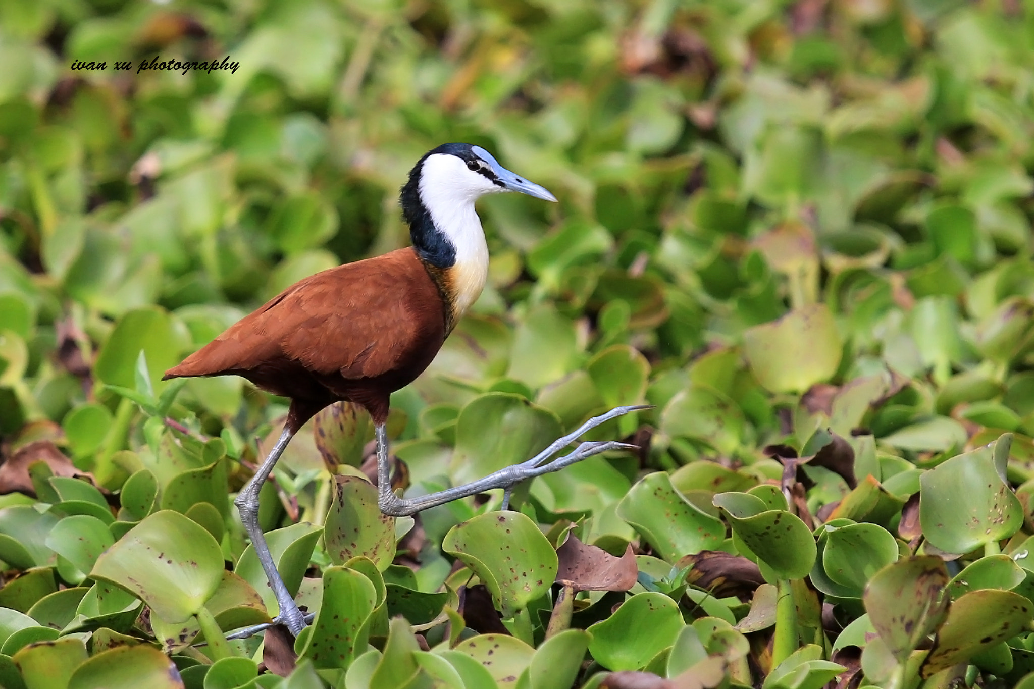 Canon EOS 60D + Canon EF 70-200mm F4L IS USM sample photo. A big step photography