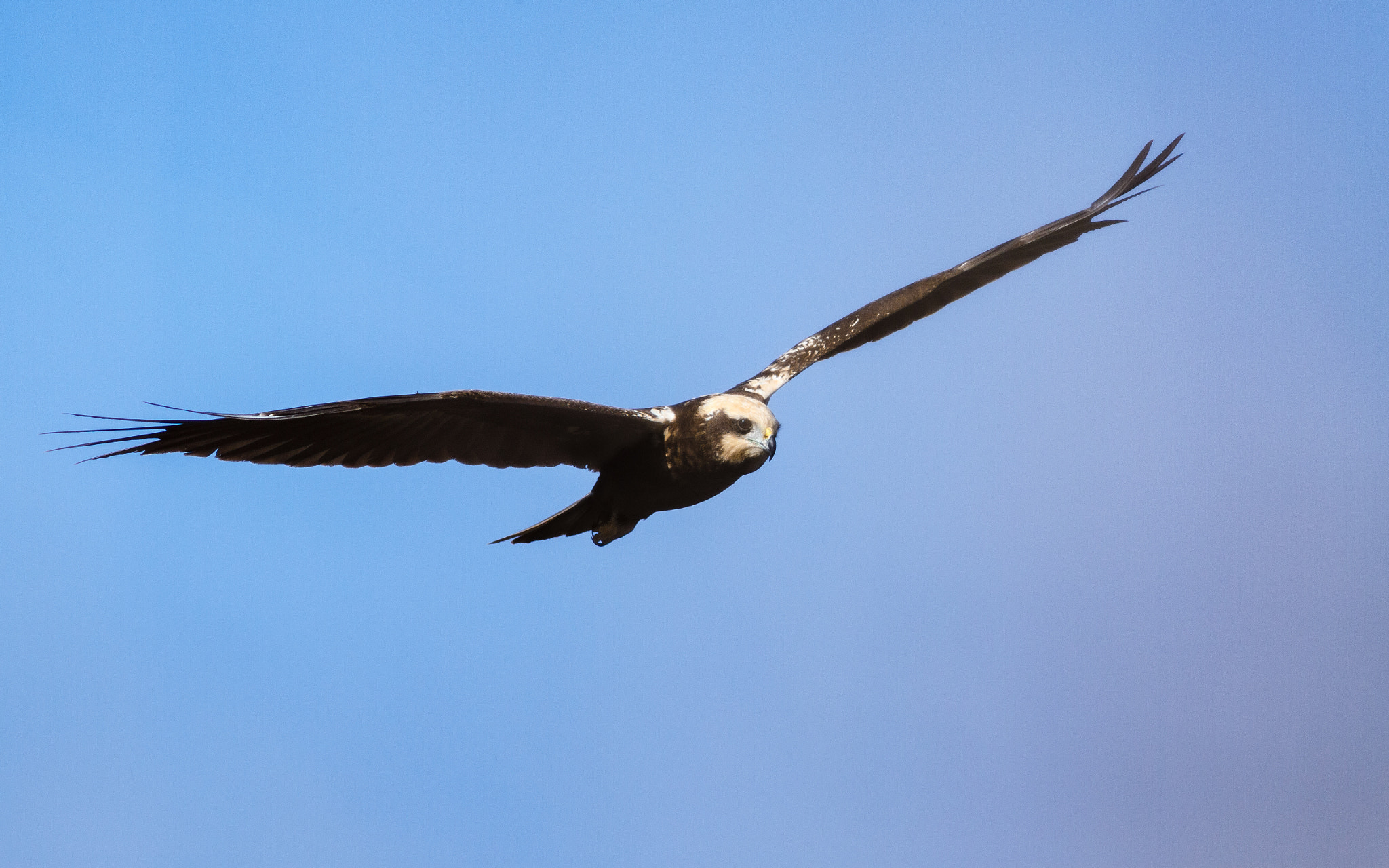 Canon EOS 50D + Canon EF 300mm F4L IS USM sample photo. Busard des roseaux photography