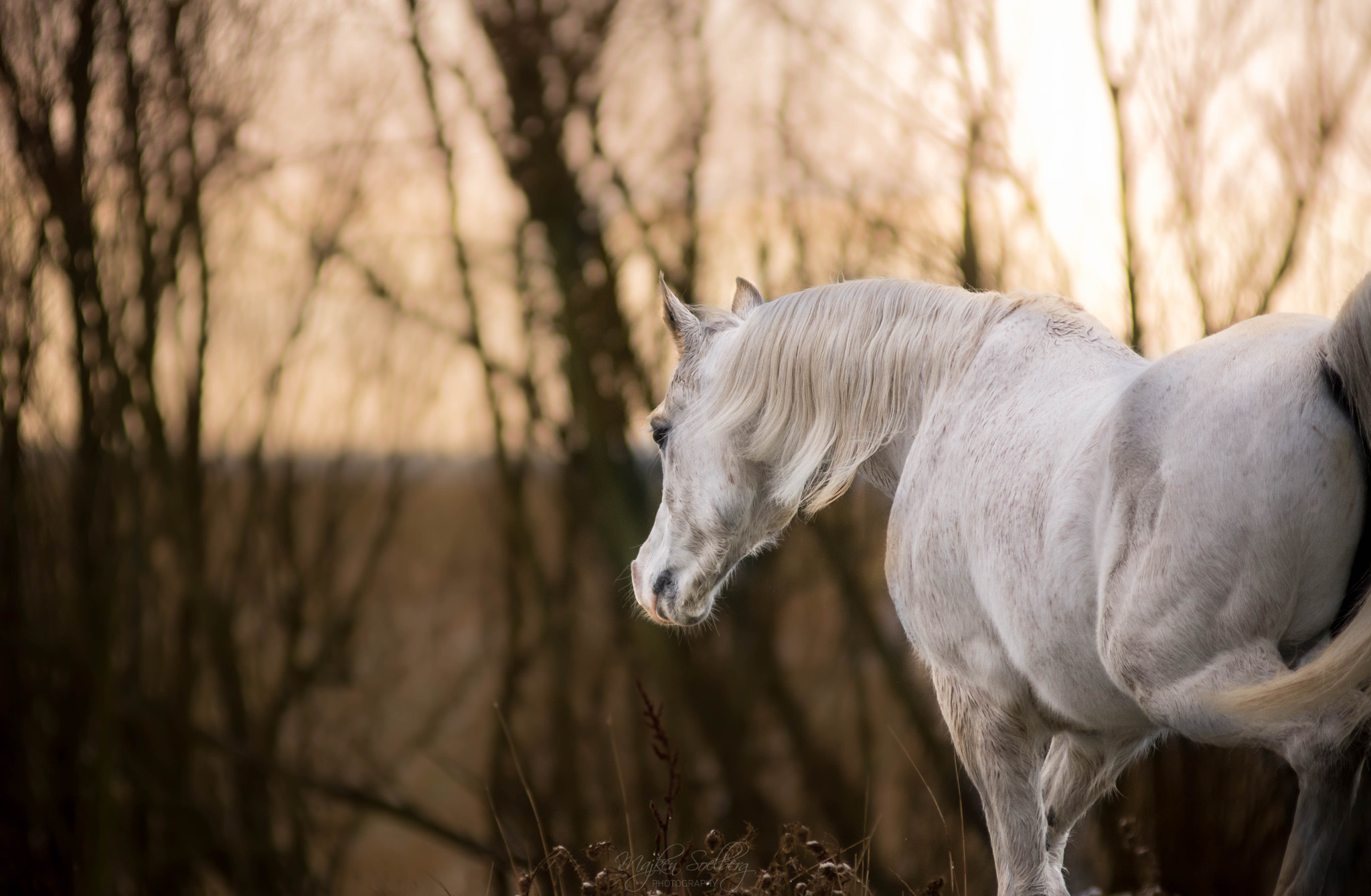 Nikon AF-Nikkor 80-200mm F2.8D ED sample photo. Beautiful arabian gelding ho-cosmo ox. owned by ka ... photography