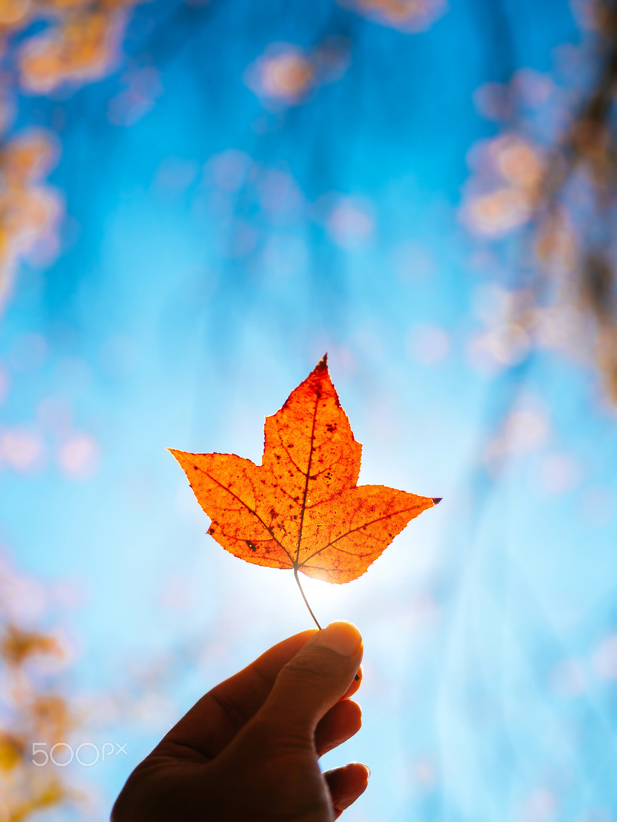 Canon EOS 6D + Sigma 50mm f/2.8 EX sample photo. Maple photography