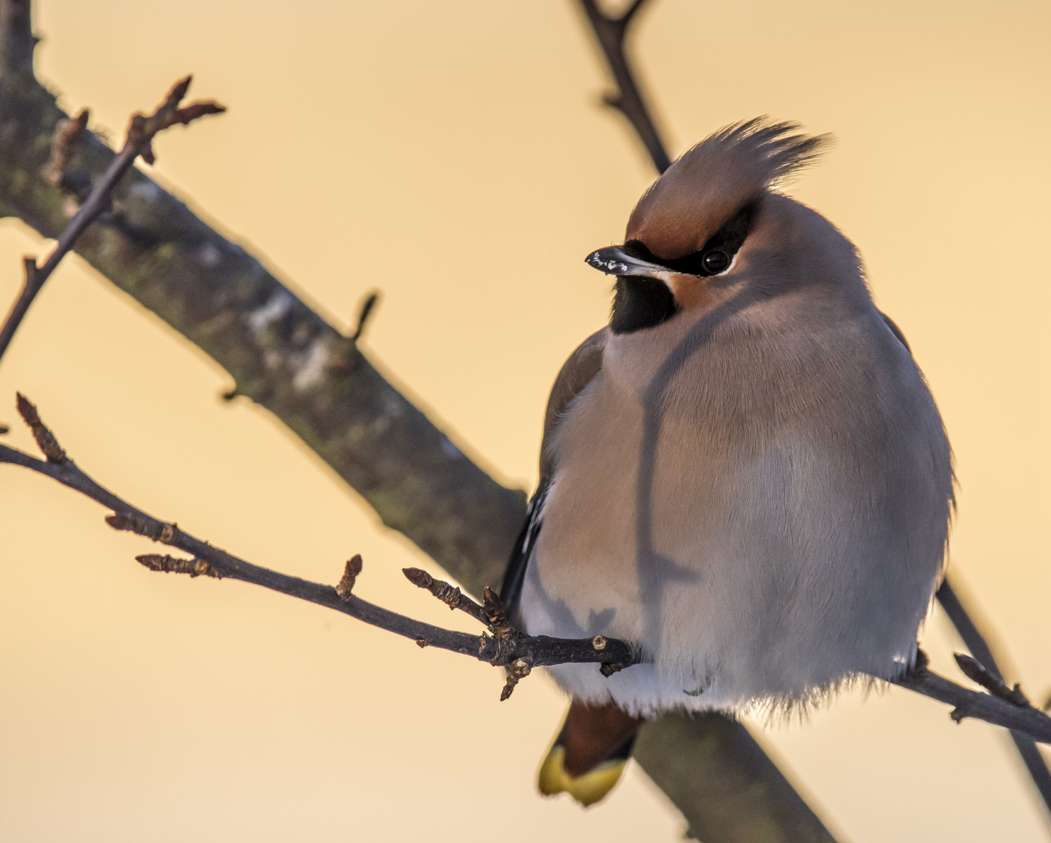 Canon EOS-1D X Mark II + Canon EF 400mm F4.0 DO IS USM sample photo. Bohemian style... photography