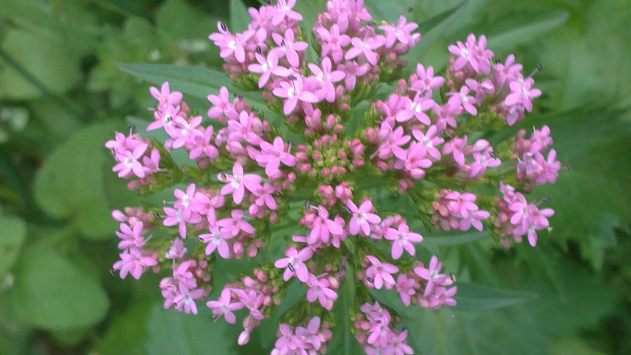 Sony Ericsson U5i sample photo