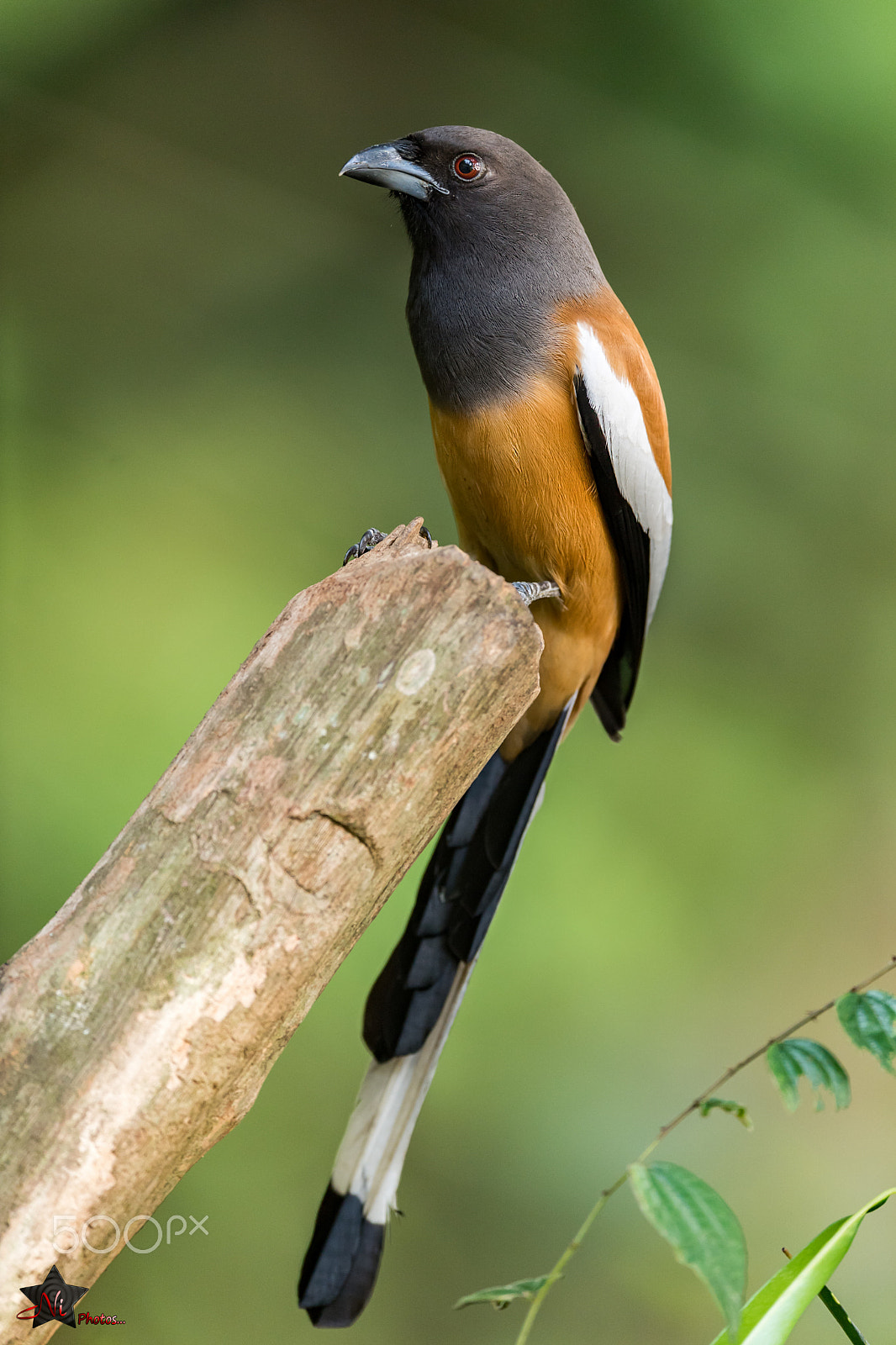 Nikon AF-S Nikkor 600mm F4E FL ED VR sample photo. Rufous treepie photography