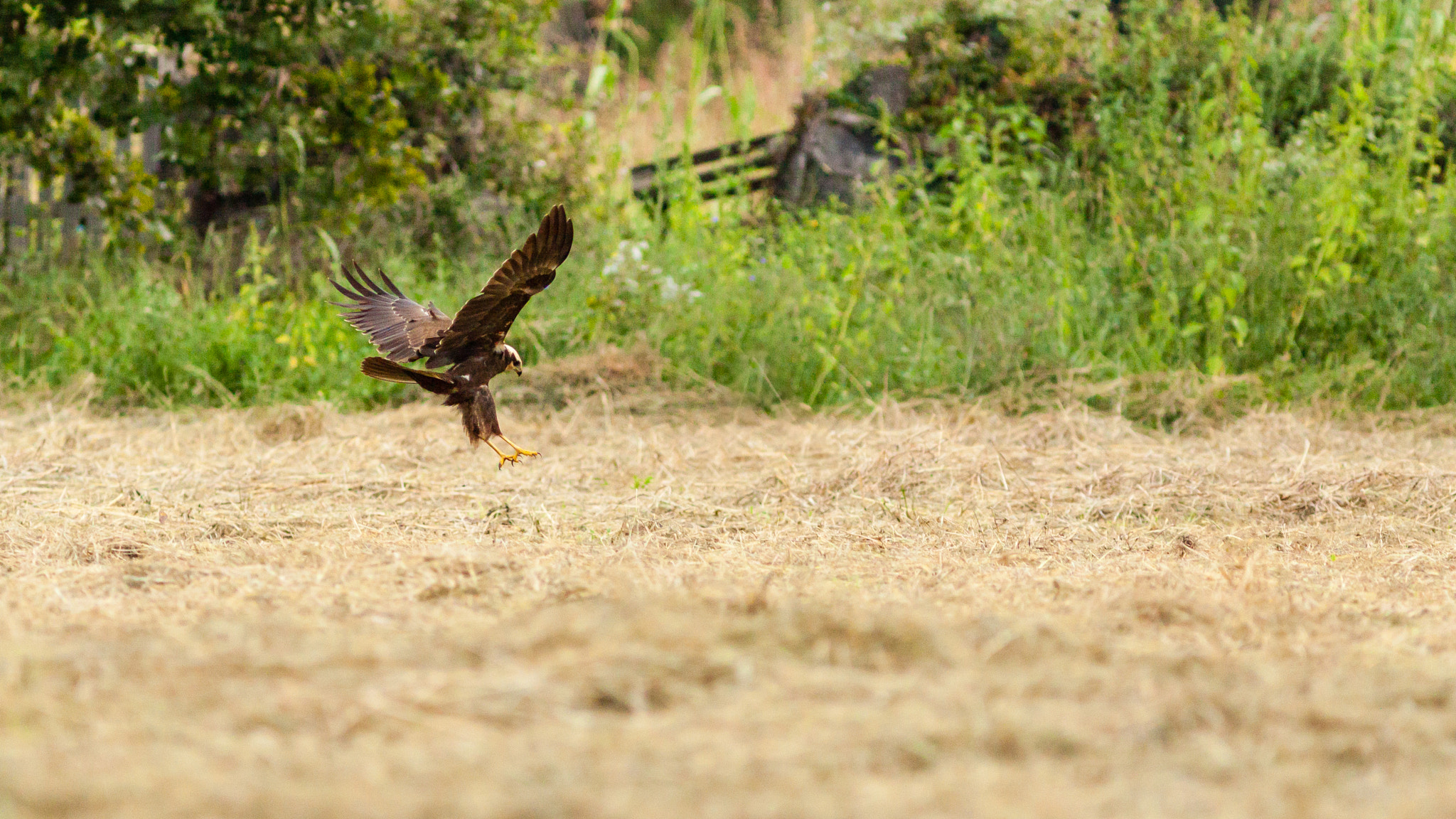 Canon EOS 50D + Canon EF 300mm F4L IS USM sample photo. Busard des roseaux photography