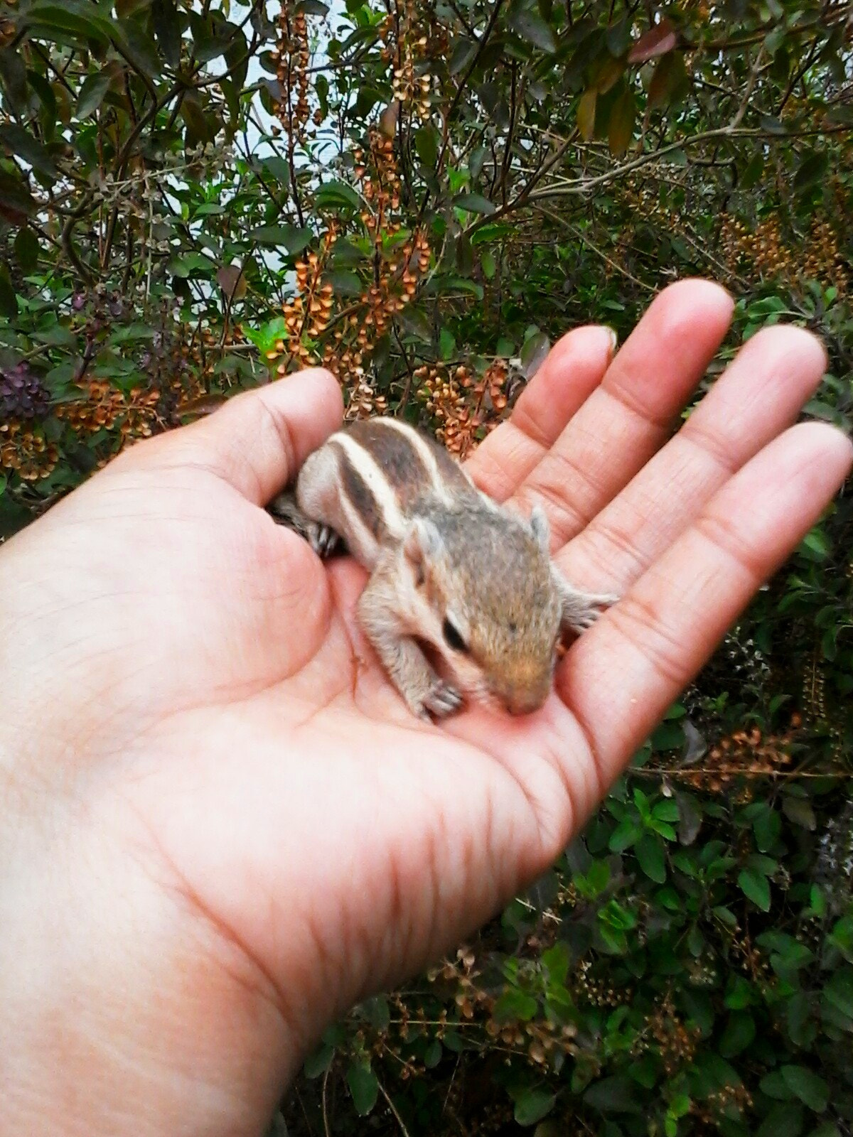 Samsung Galaxy Star Plus sample photo. Cute baby squirrel photography