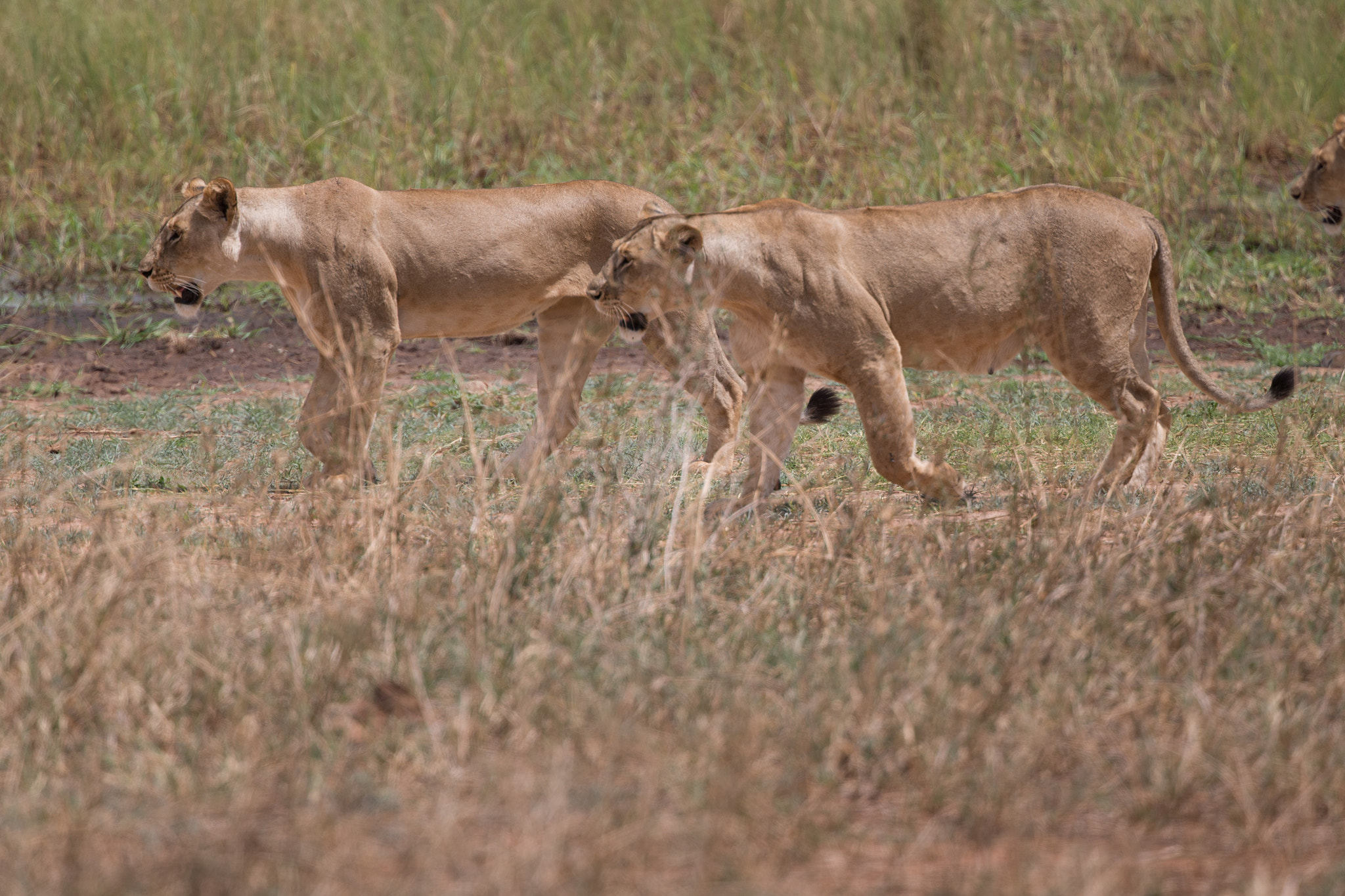 Canon EF 400mm F4 DO IS II USM sample photo. On the hunt photography