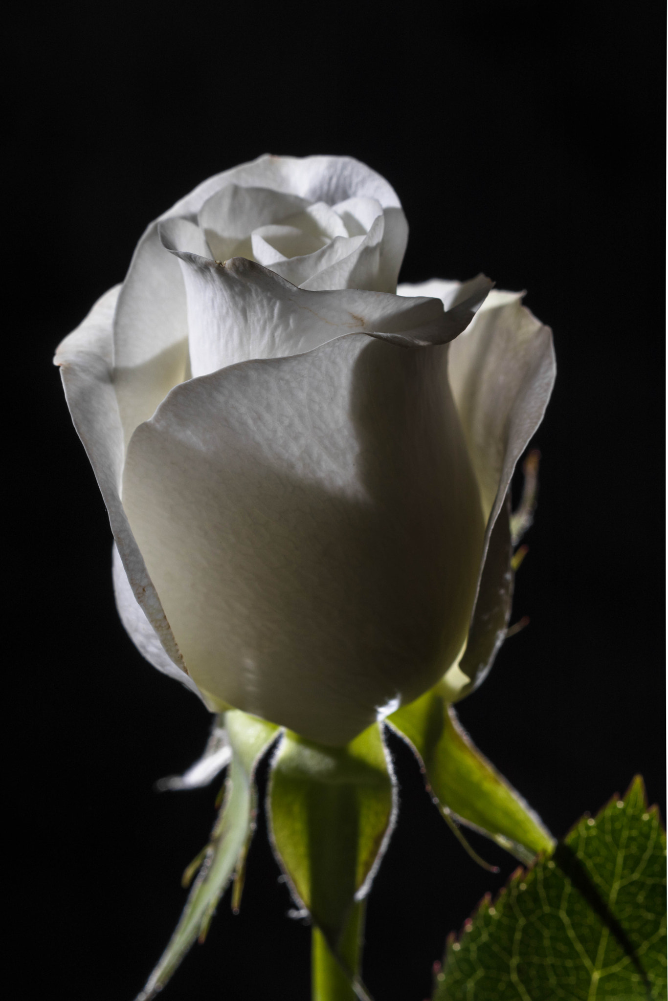 Canon EF 100mm F2.8 Macro USM sample photo. Single photography