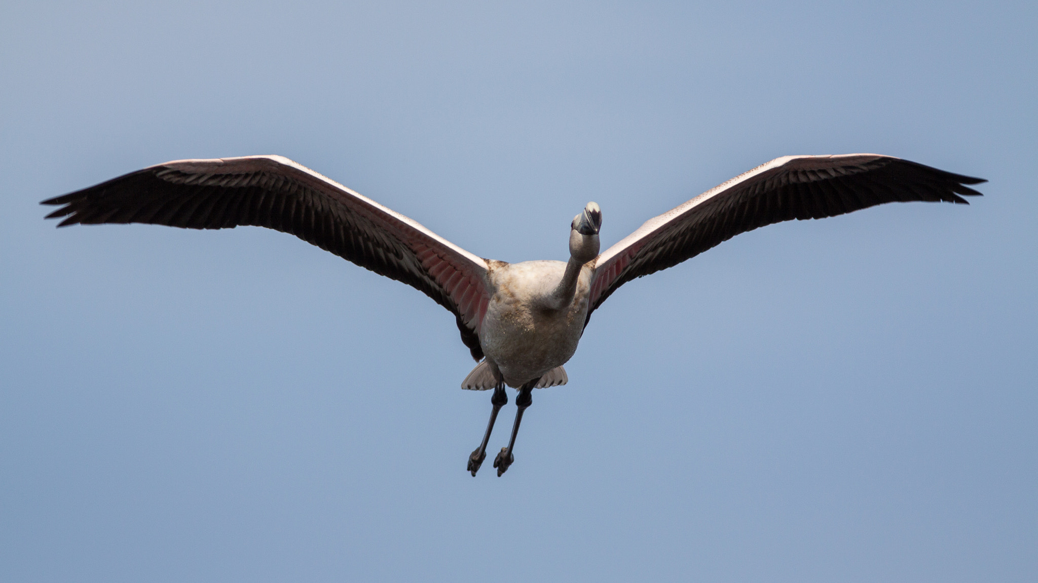 Canon EF 300mm F4L IS USM sample photo. Flamant rose photography