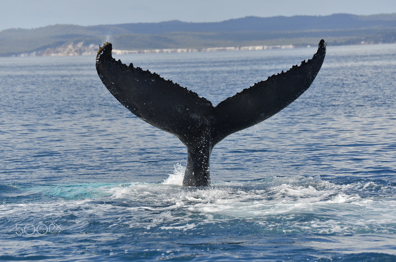 Nikon D600 sample photo. Whale photography