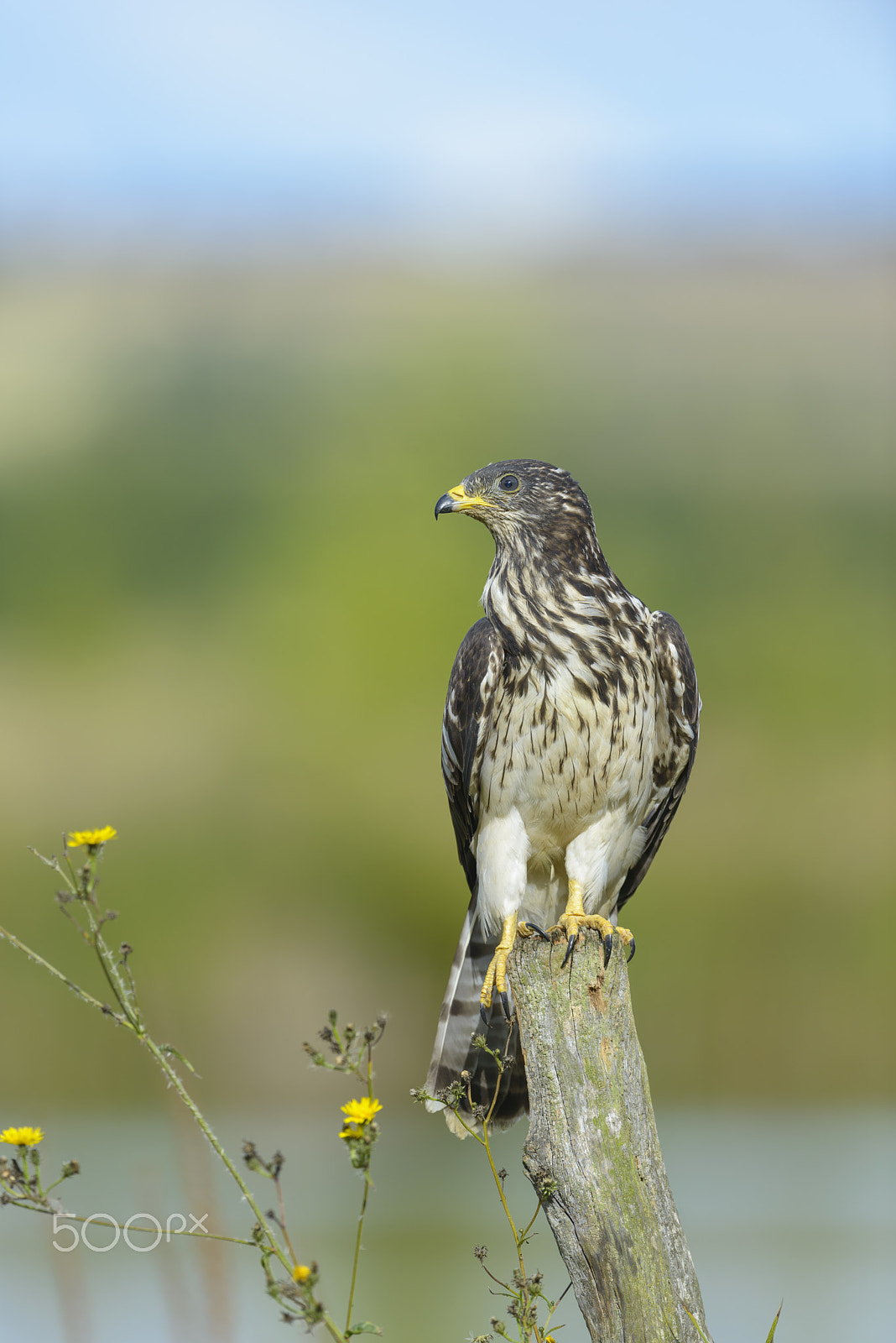 Nikon D800E + Nikon AF-S Nikkor 500mm F4G ED VR sample photo. Junger wespenbussard, pernis apivorus, young western honey buzza photography