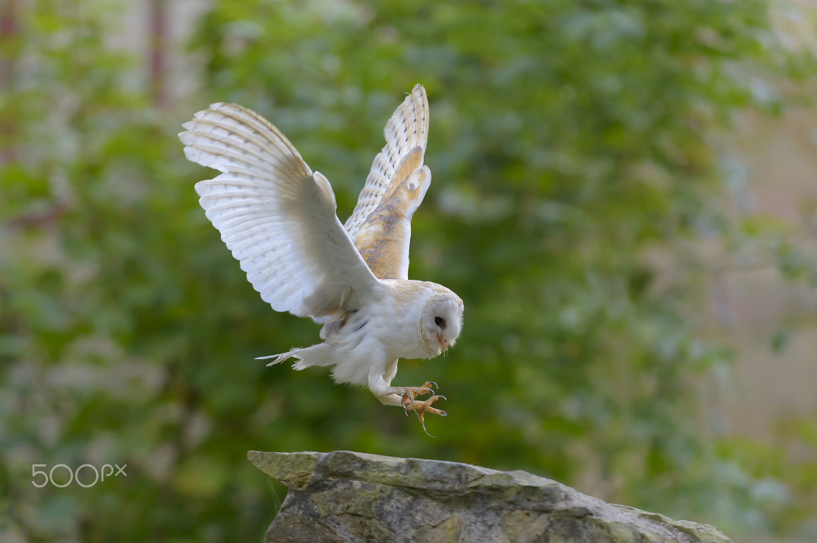 Nikon D800E sample photo. Schleiereule, tyto alba, barn owl photography