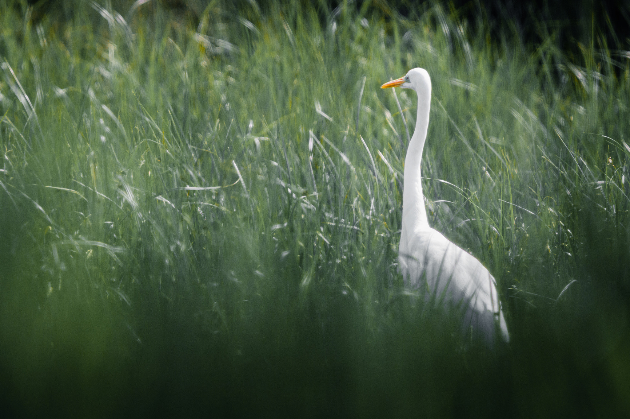 Canon EF 300mm F4L IS USM sample photo. Grande aigrette photography