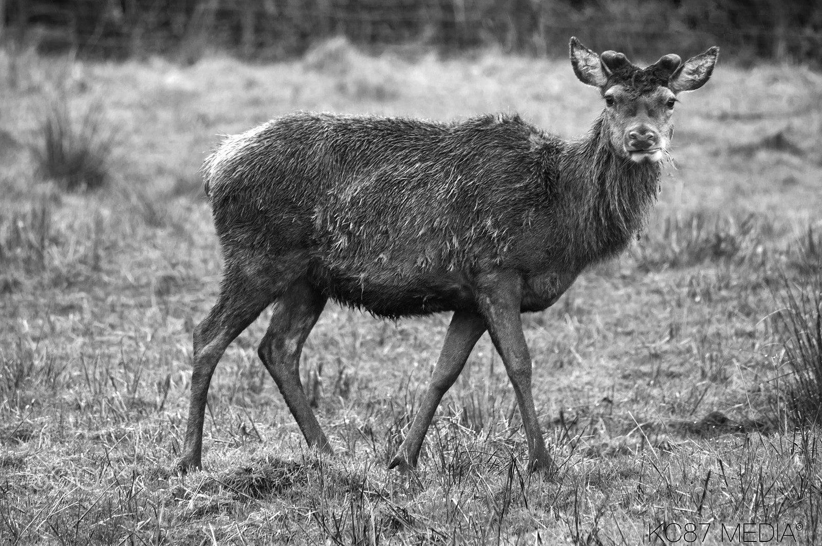 Sigma 70-300mm F4-5.6 APO DG Macro sample photo. Buck photography