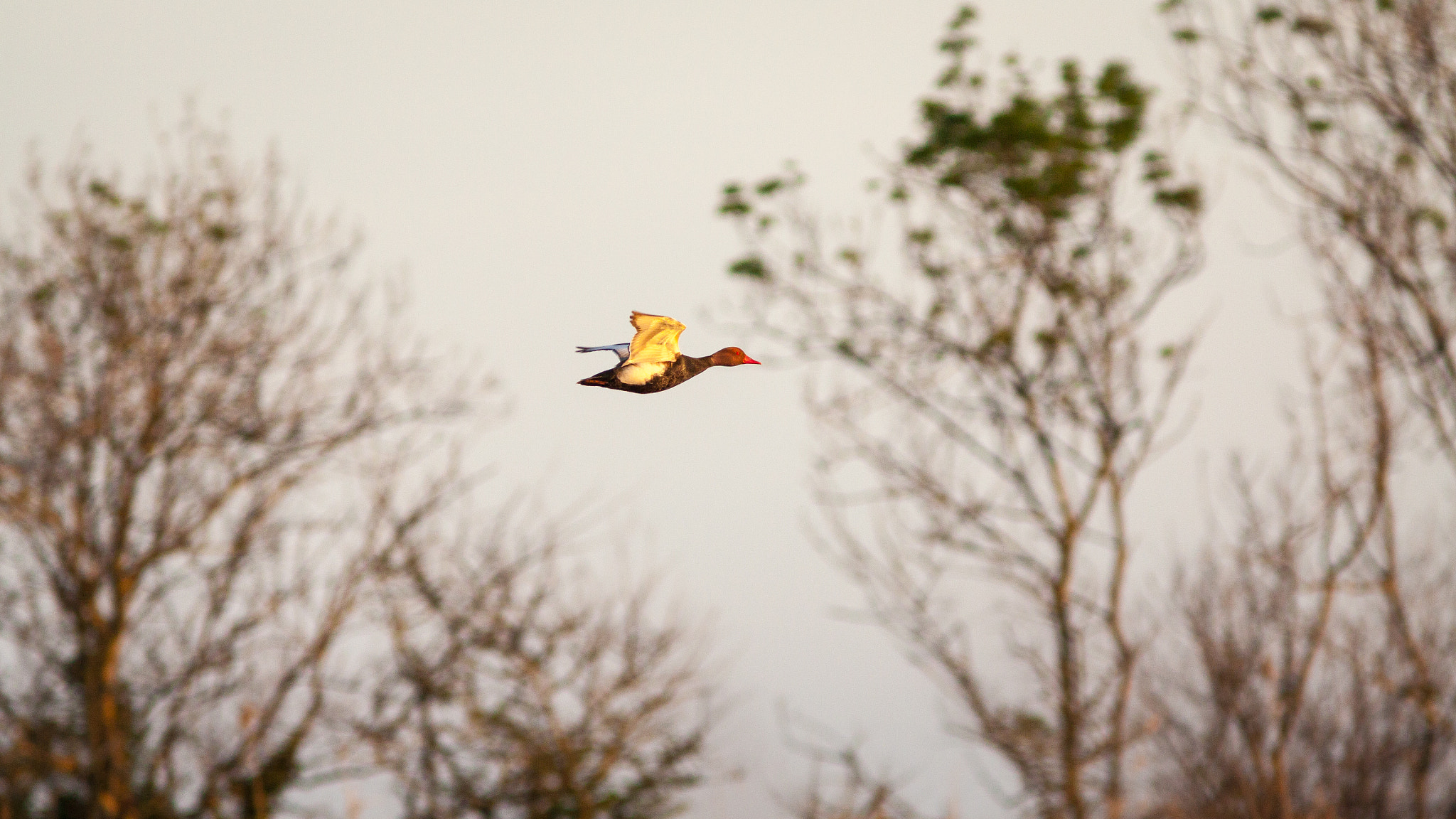 Canon EF 300mm F4L IS USM sample photo. Canard photography
