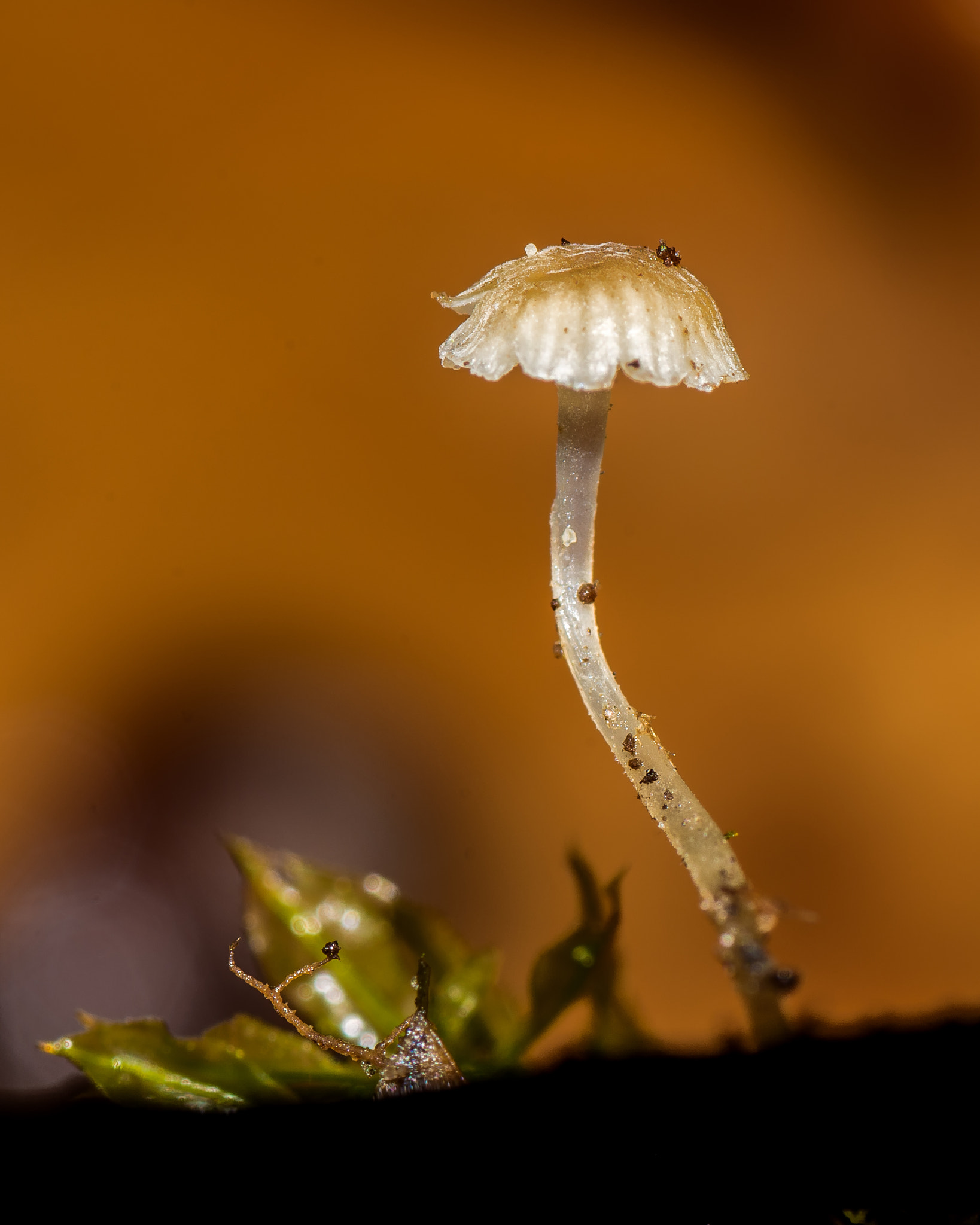 Nikon D7200 + Tamron SP 90mm F2.8 Di VC USD 1:1 Macro sample photo. Mushroom with moss photography