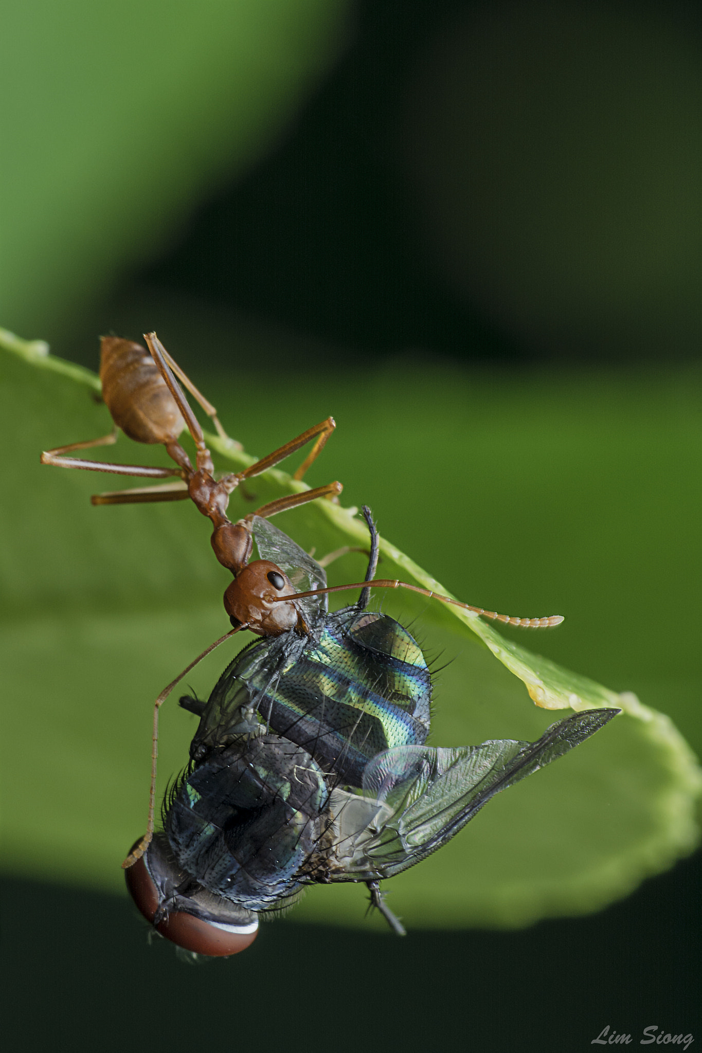 Sigma 70-300mm F4-5.6 APO DG Macro sample photo. Red ant with prey photography